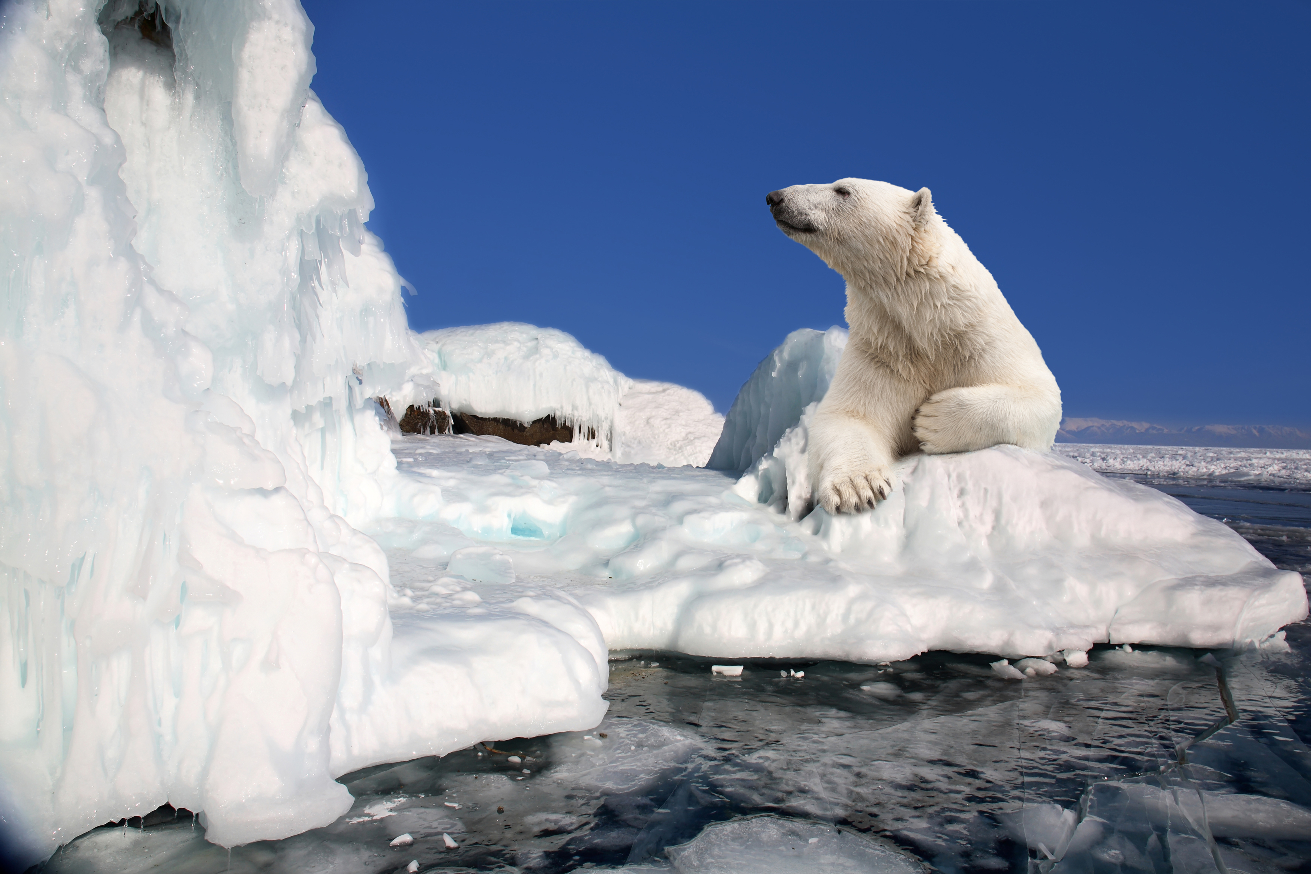 421085 скачать обои животные, полярный медведь, льдина, медведи - заставки и картинки бесплатно