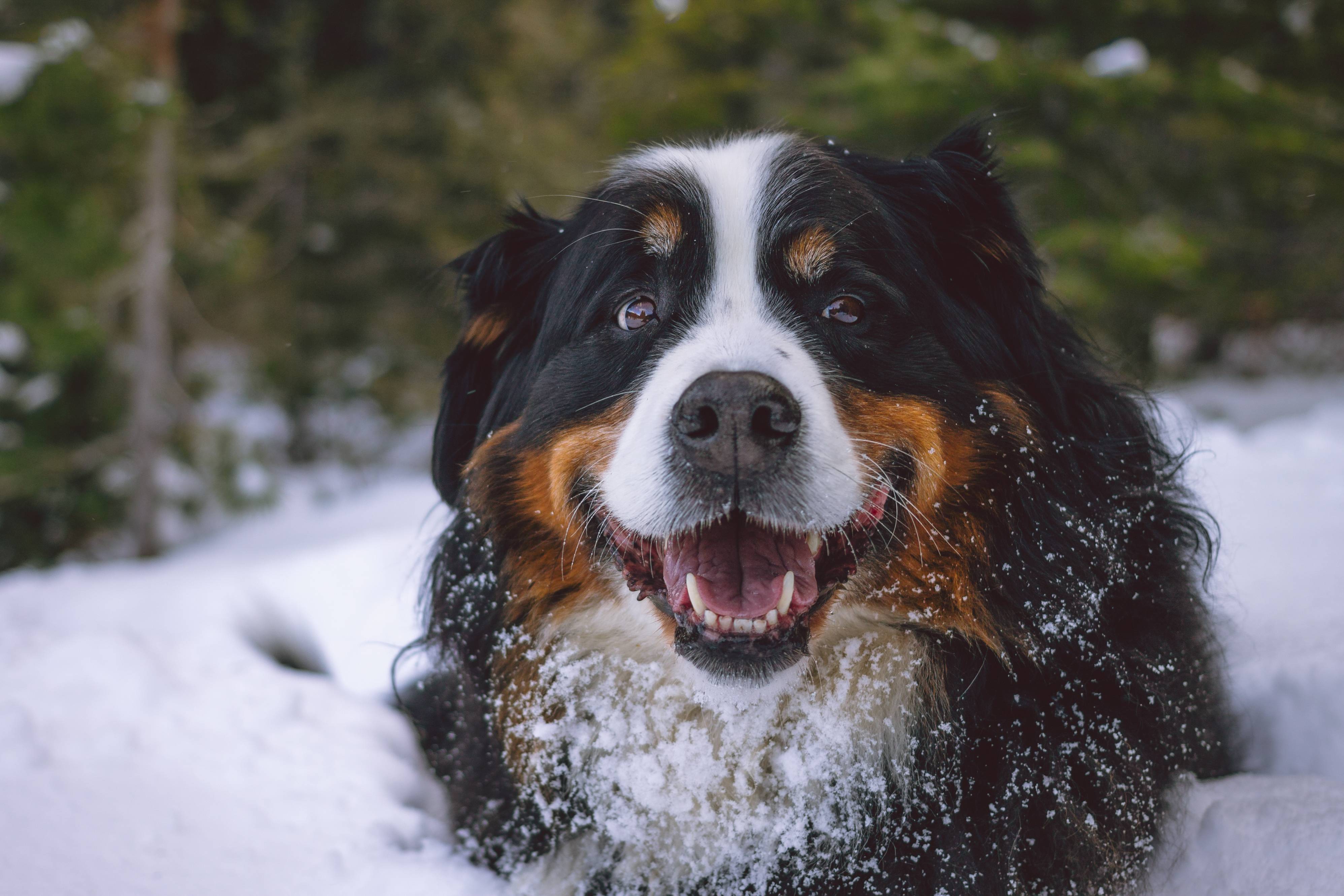 bernese mountain dog, animal, sennenhund, dogs