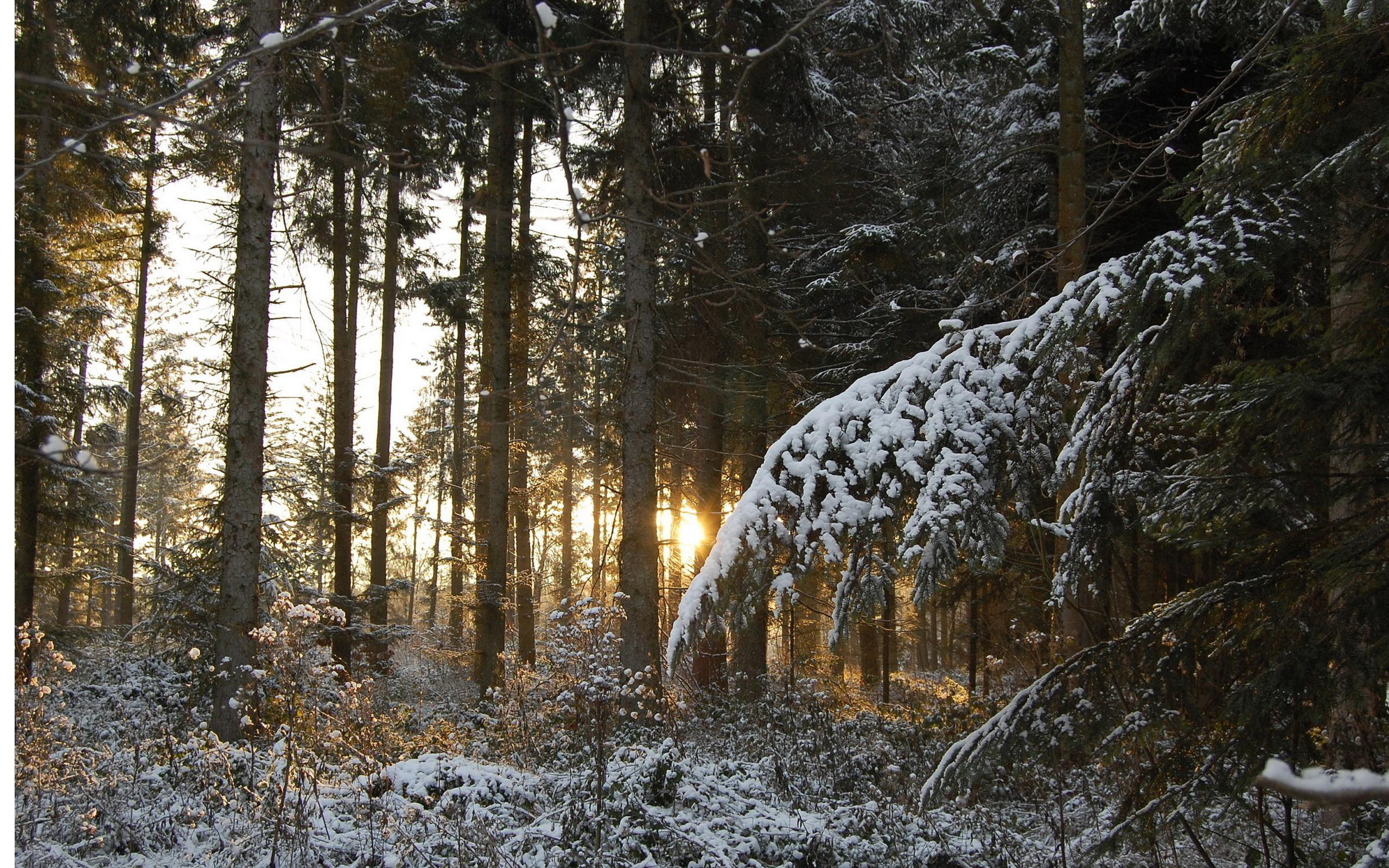 Winter forest. Зимний лес. Зимний еловый лес. Снежный лес. Лес в снегу.