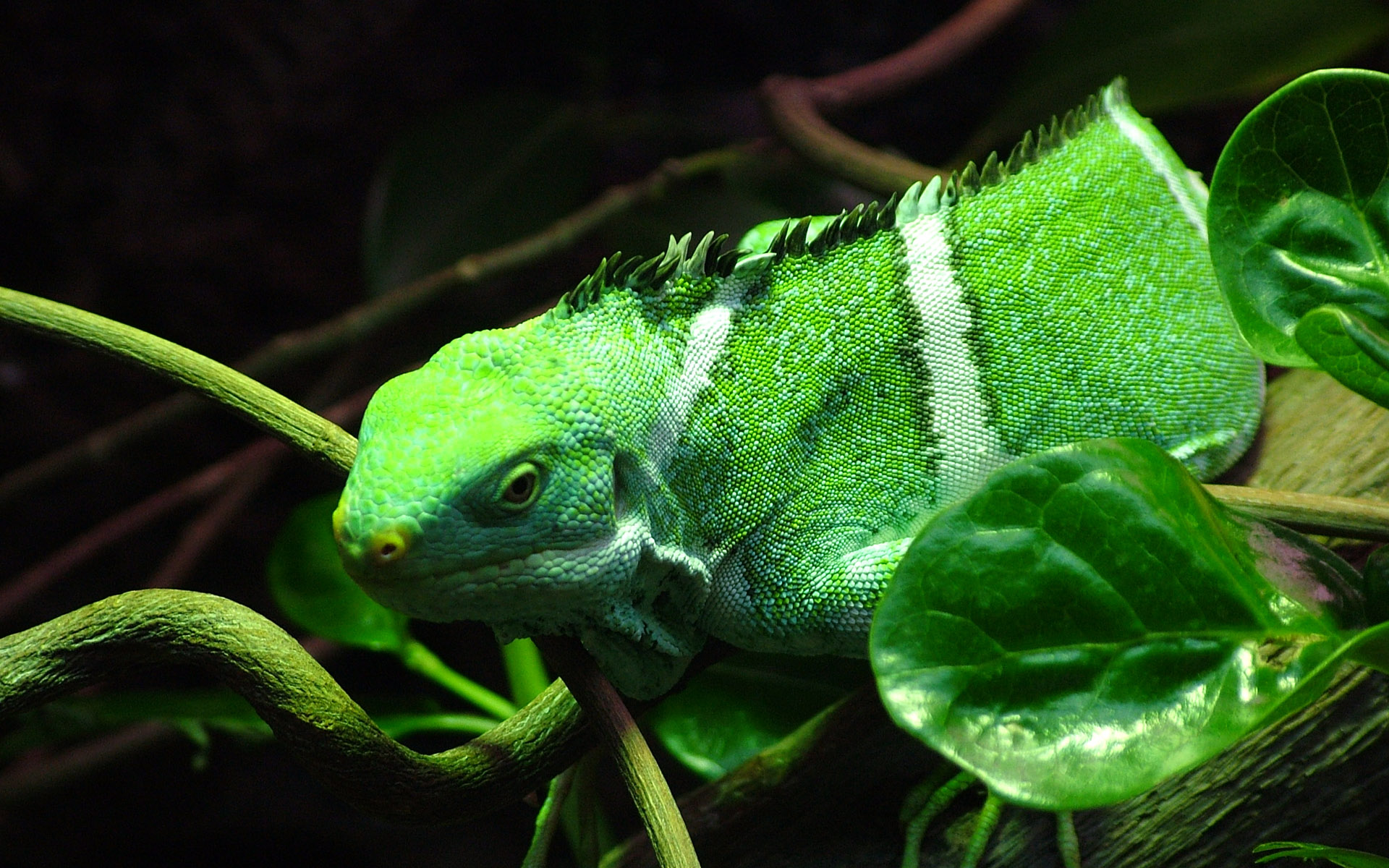 317957 descargar imagen animales, iguana, reptiles: fondos de pantalla y protectores de pantalla gratis