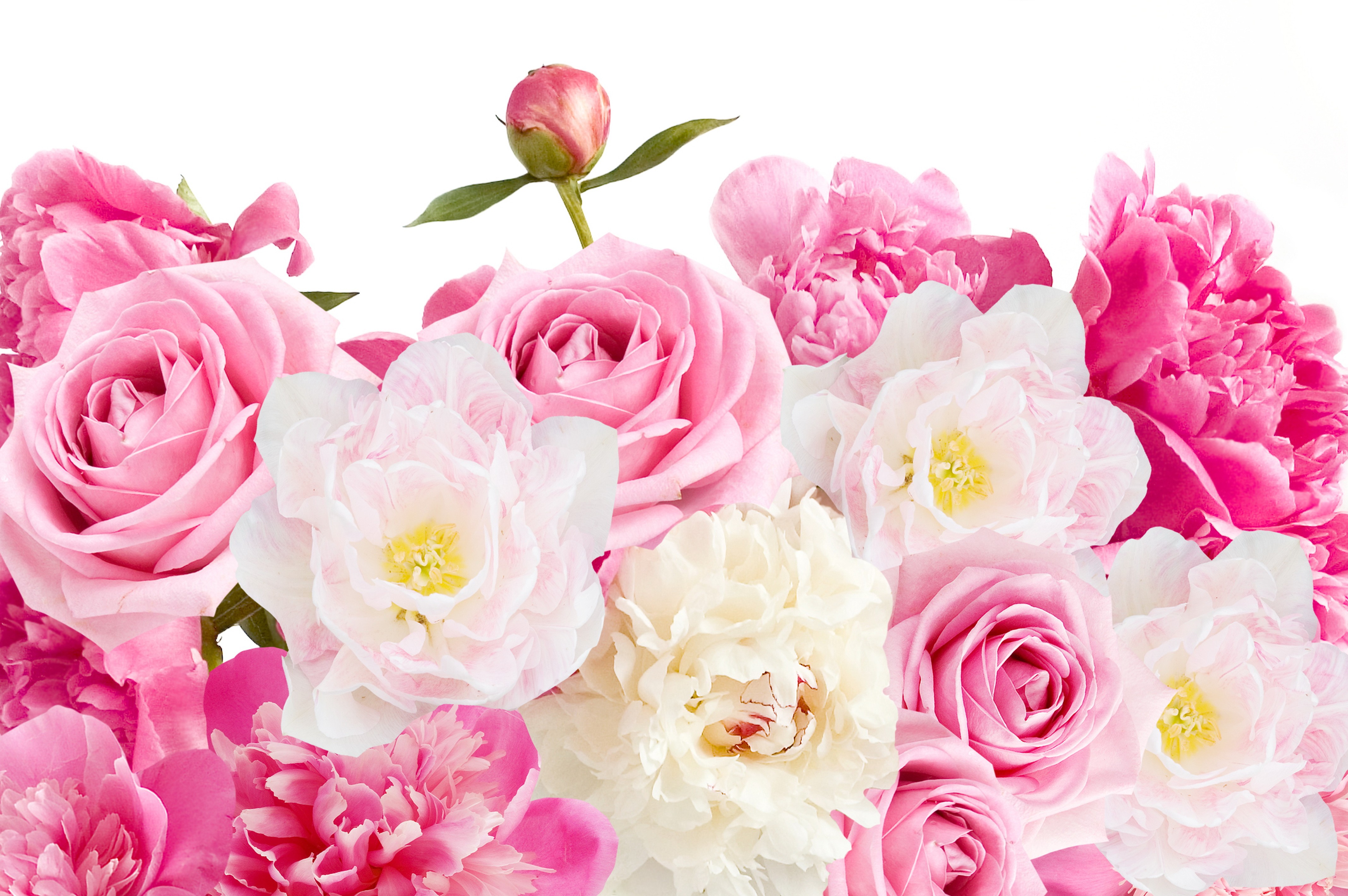 380728 baixar papel de parede terra/natureza, flor, peônia, flor rosa, rosa, flores - protetores de tela e imagens gratuitamente