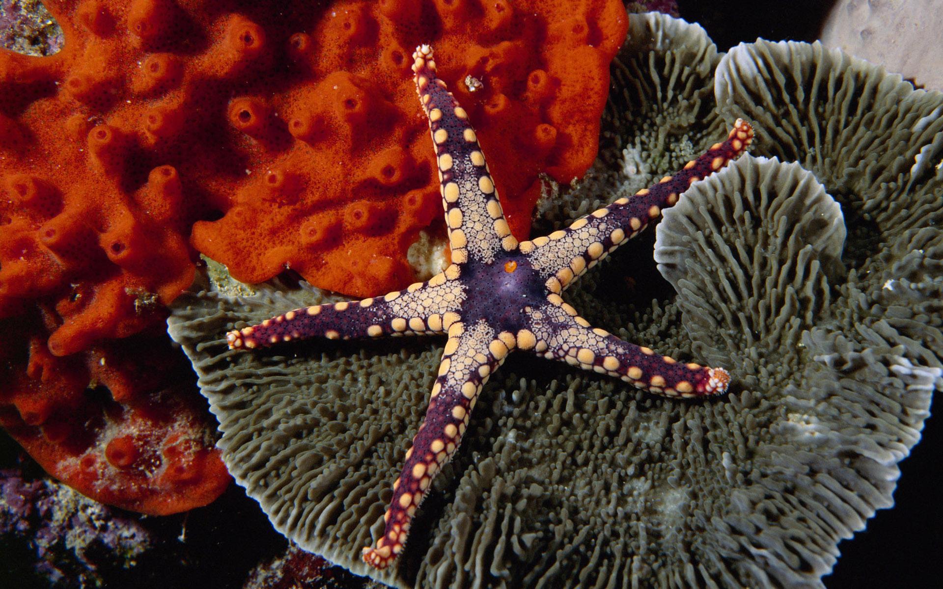 Морская звезда Lunckia Columbiae