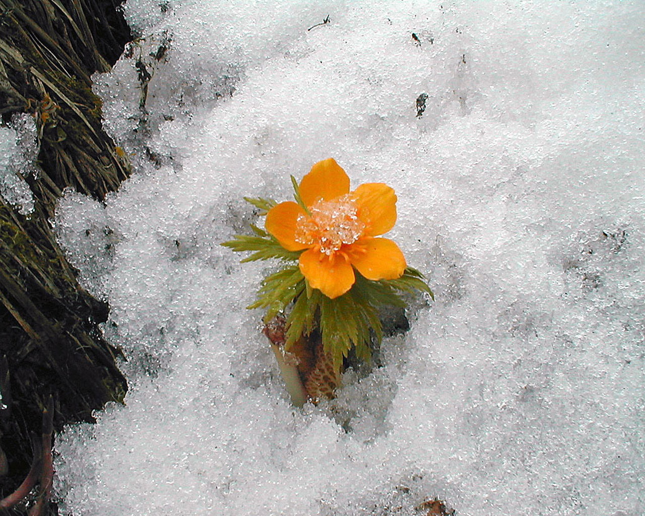 無料モバイル壁紙植物, フラワーズ, 雪, 冬をダウンロードします。