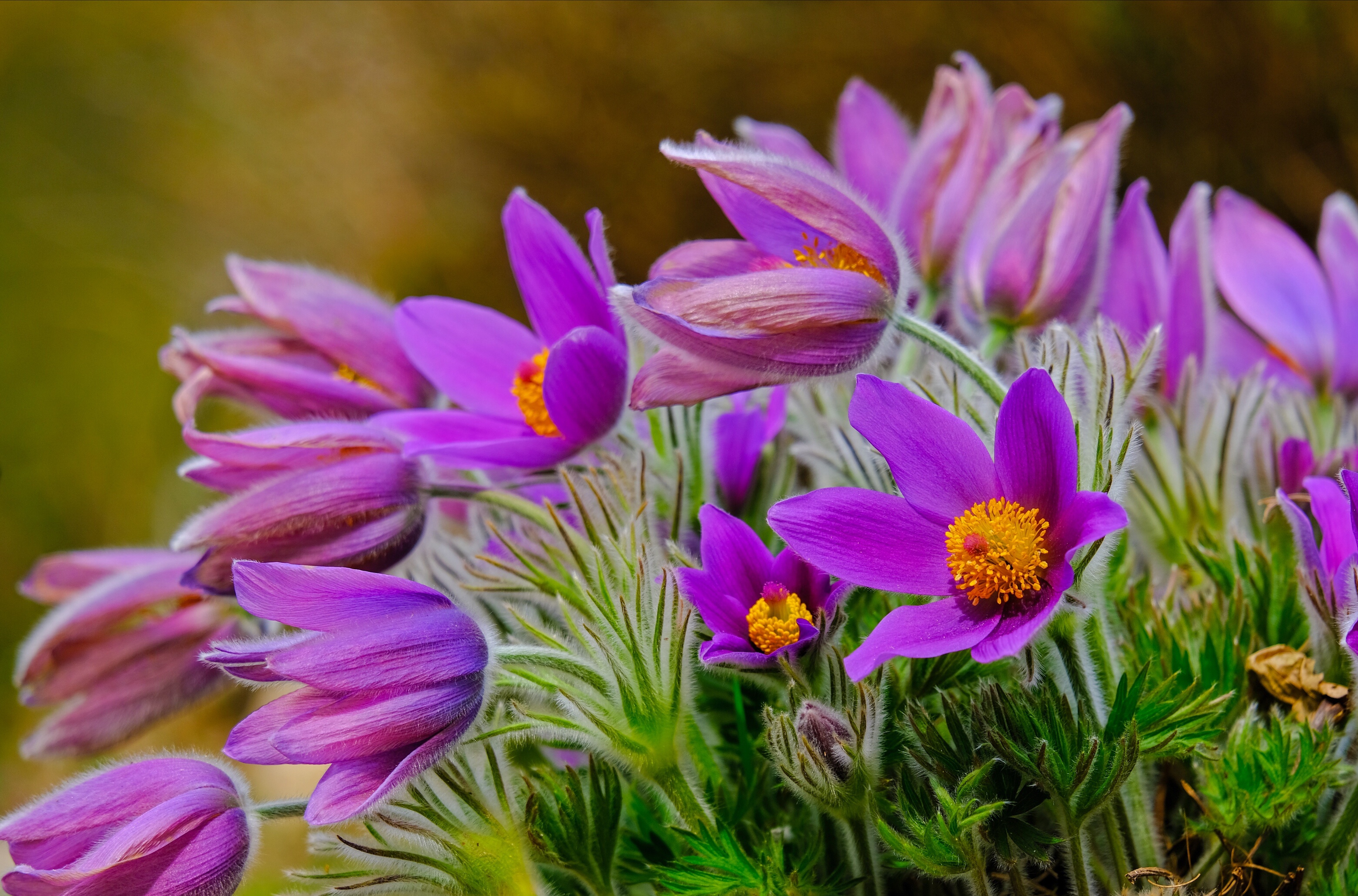 nature, earth, primrose, flower, purple flower