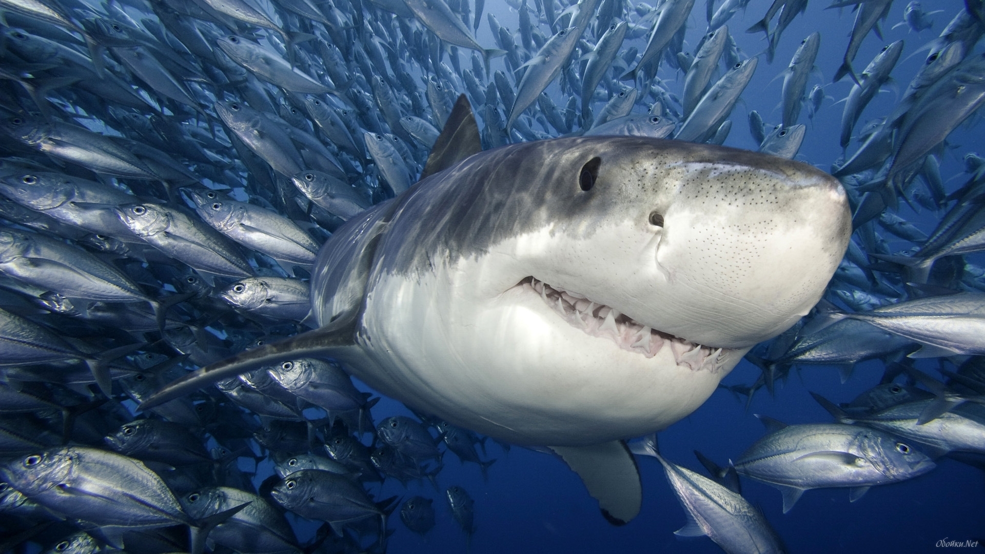 25820 Bild herunterladen tiere, sea, sharks, fische, blau - Hintergrundbilder und Bildschirmschoner kostenlos