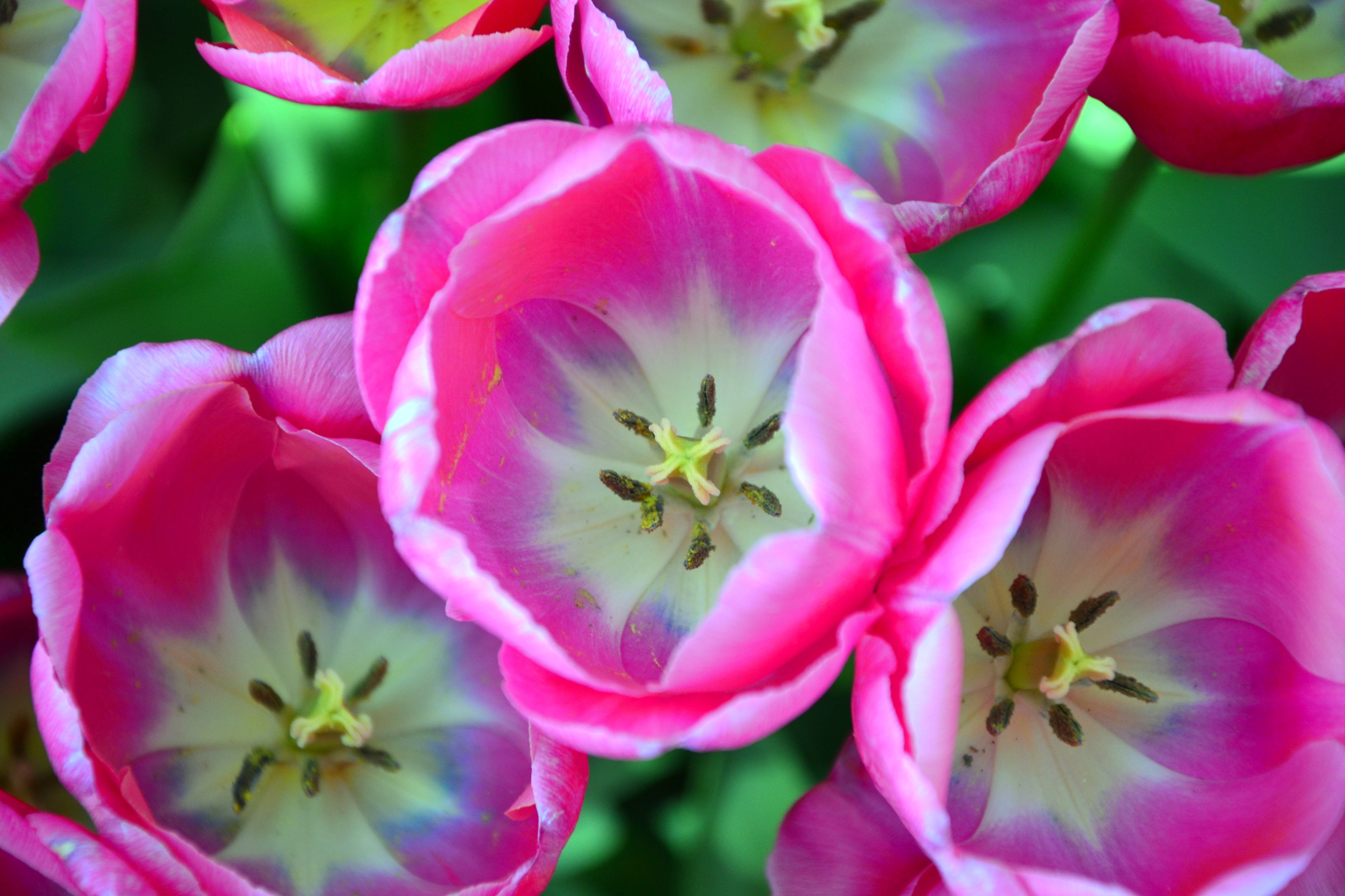 Desktop FHD flowers, pink, tulips, close up, buds