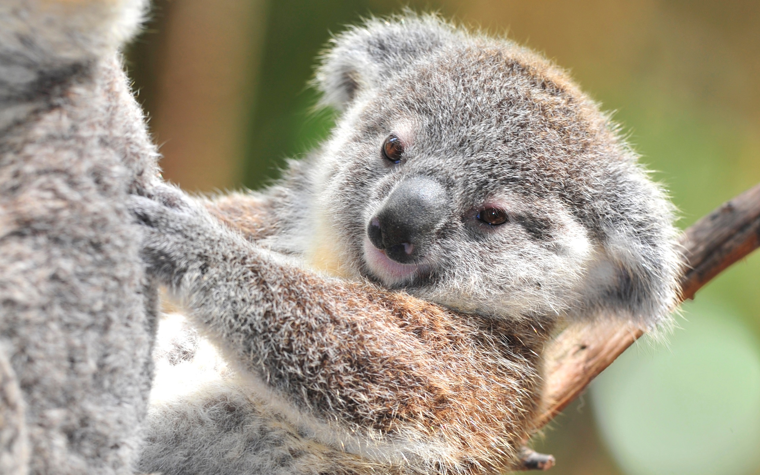 568244 скачать картинку животные, коала - обои и заставки бесплатно