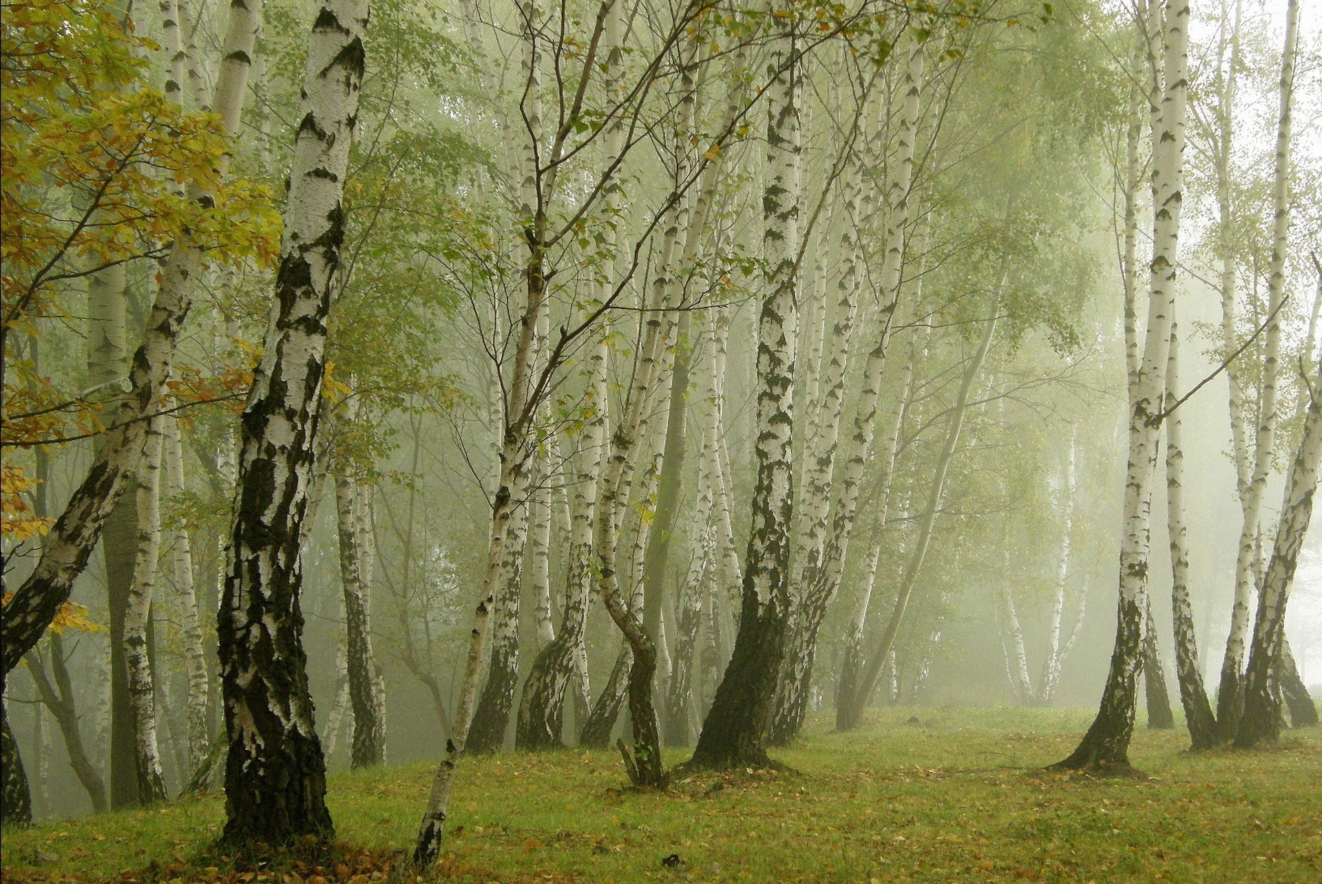 Download mobile wallpaper Fog, Birches, Alley, Nature for free.