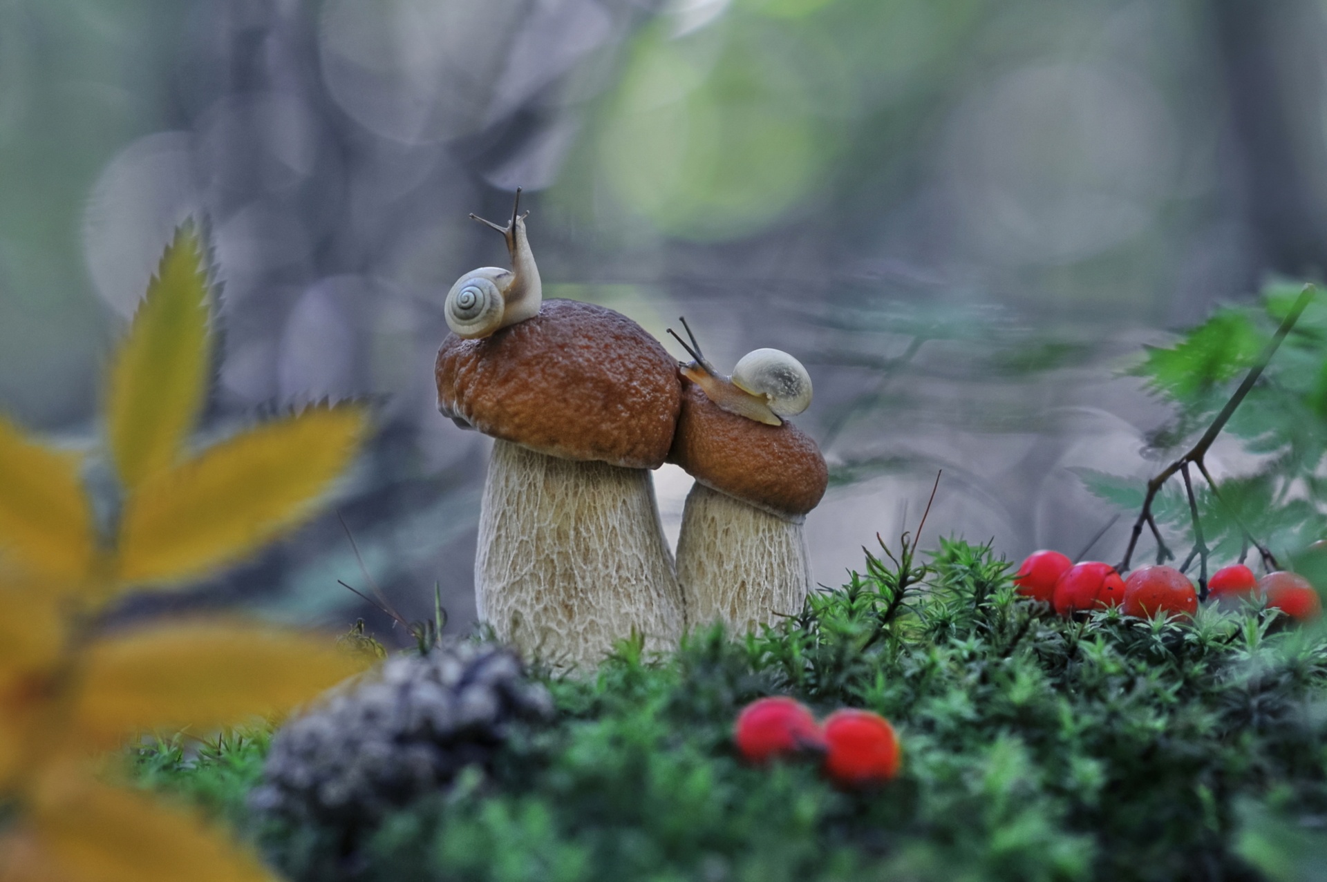 Красивые обои с грибами