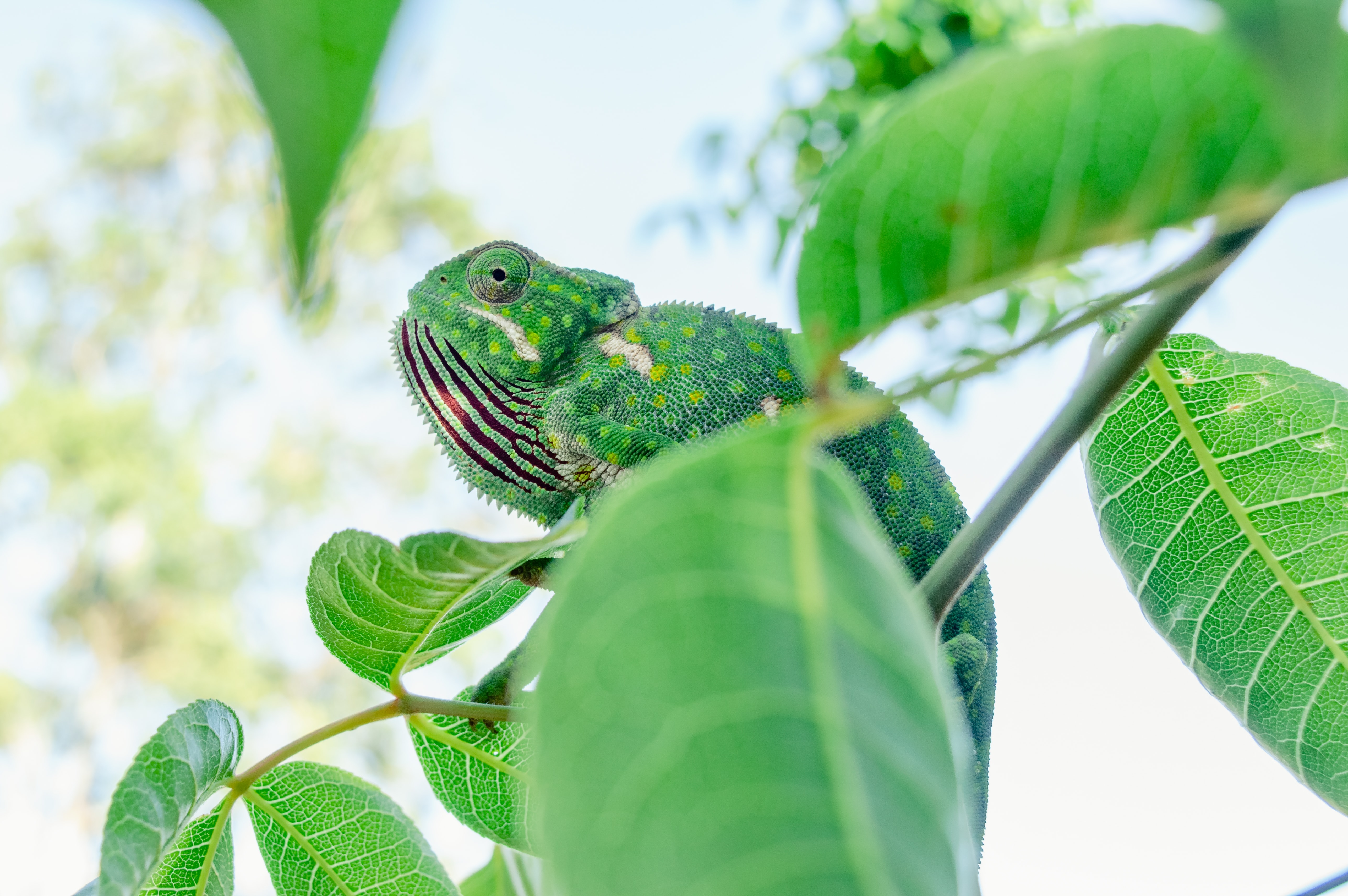 Download mobile wallpaper Branches, Animals, Chameleon, Lizard, Leaves for free.