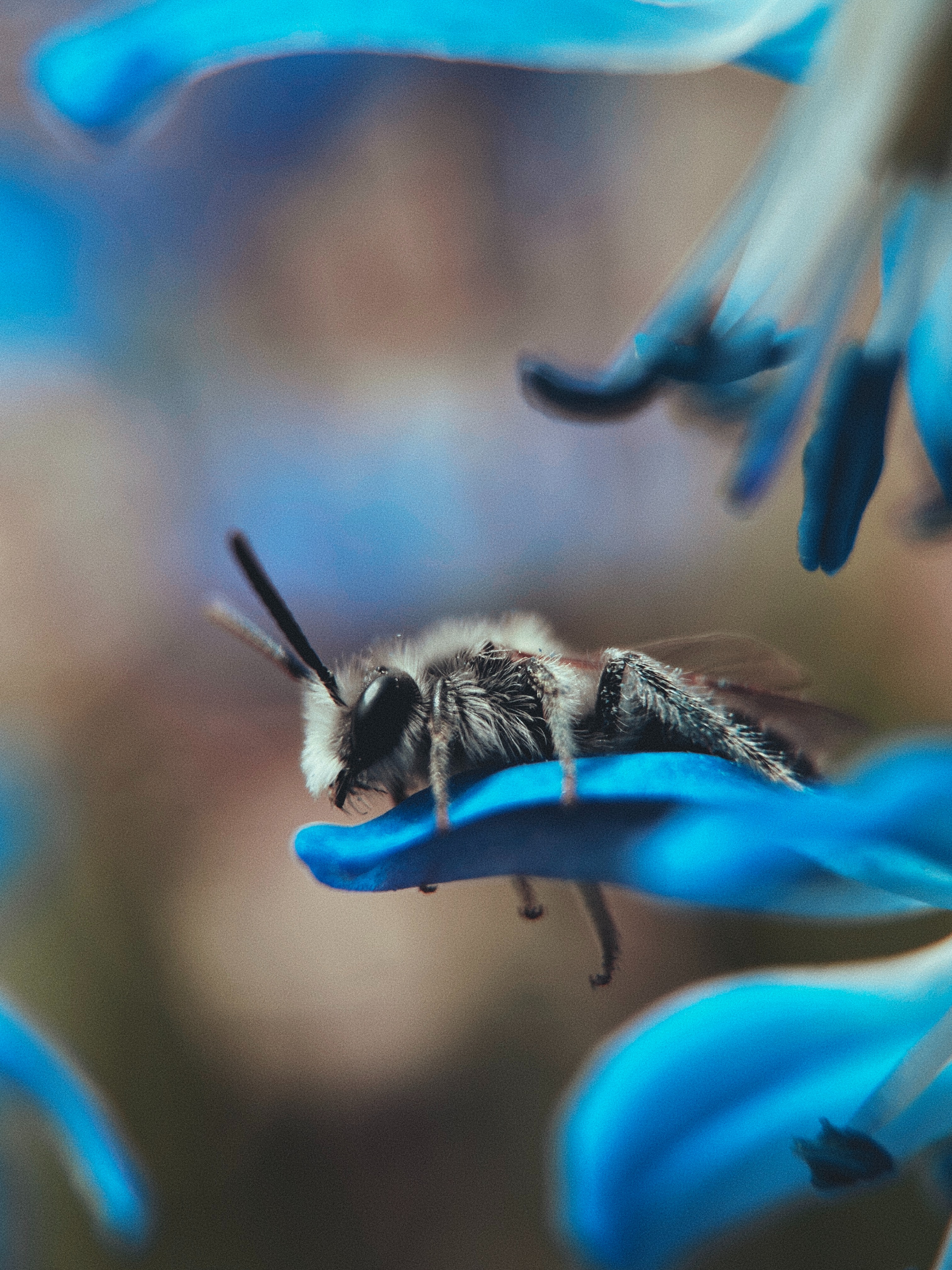 Download mobile wallpaper Animals, Macro, Flower, Bee, Insect for free.