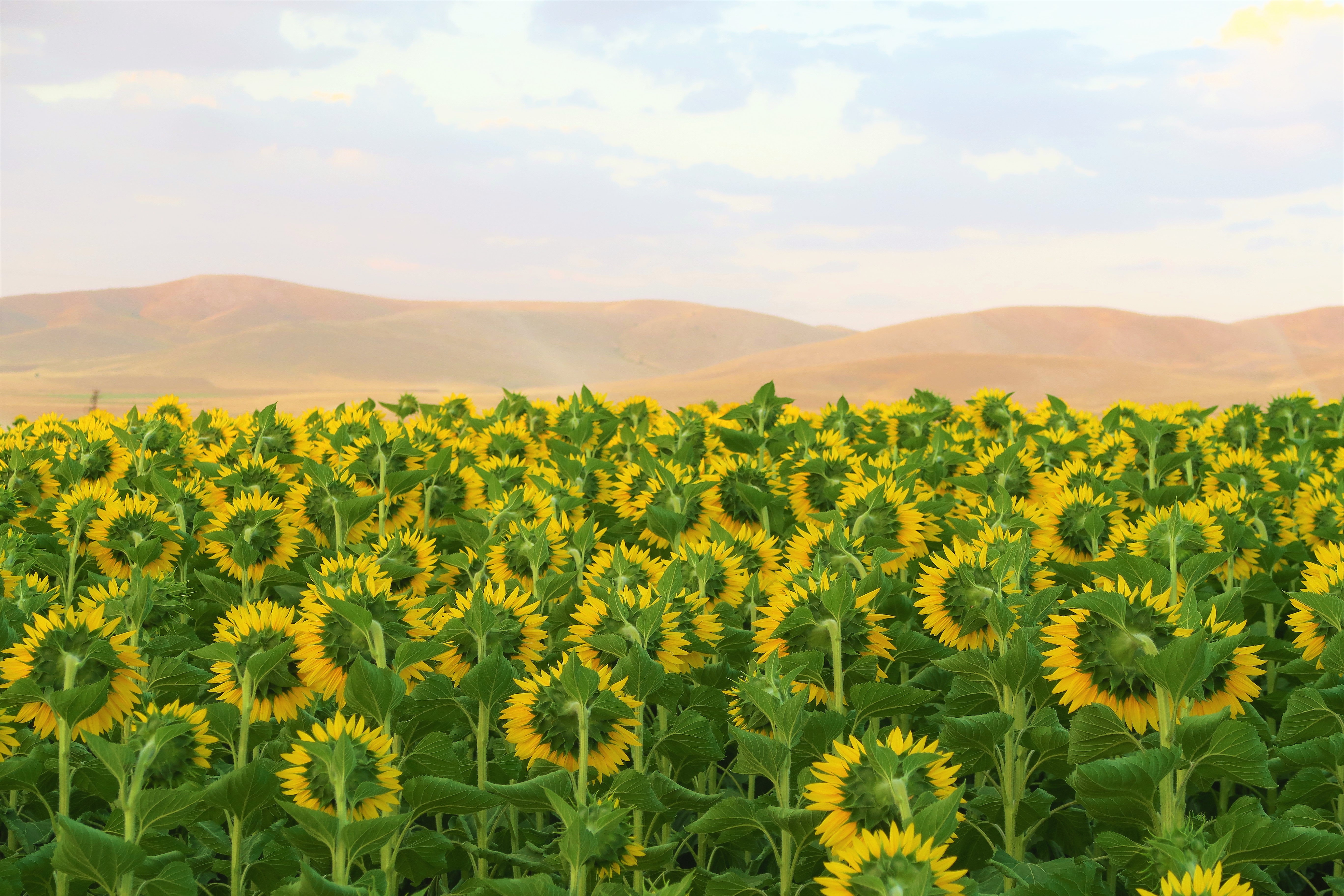 Download mobile wallpaper Flowers, Field, Hills, Sunflowers for free.