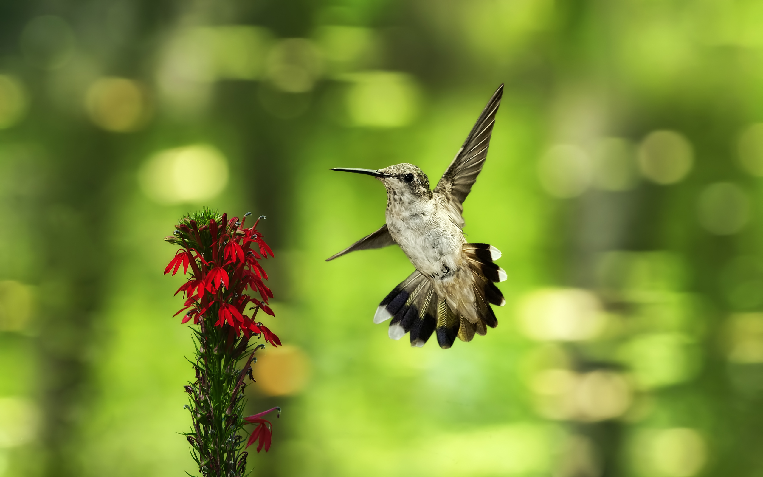 Hummingbird old mobile cell phone smartphone wallpapers hd desktop  backgrounds 240x320 downloads images and pictures
