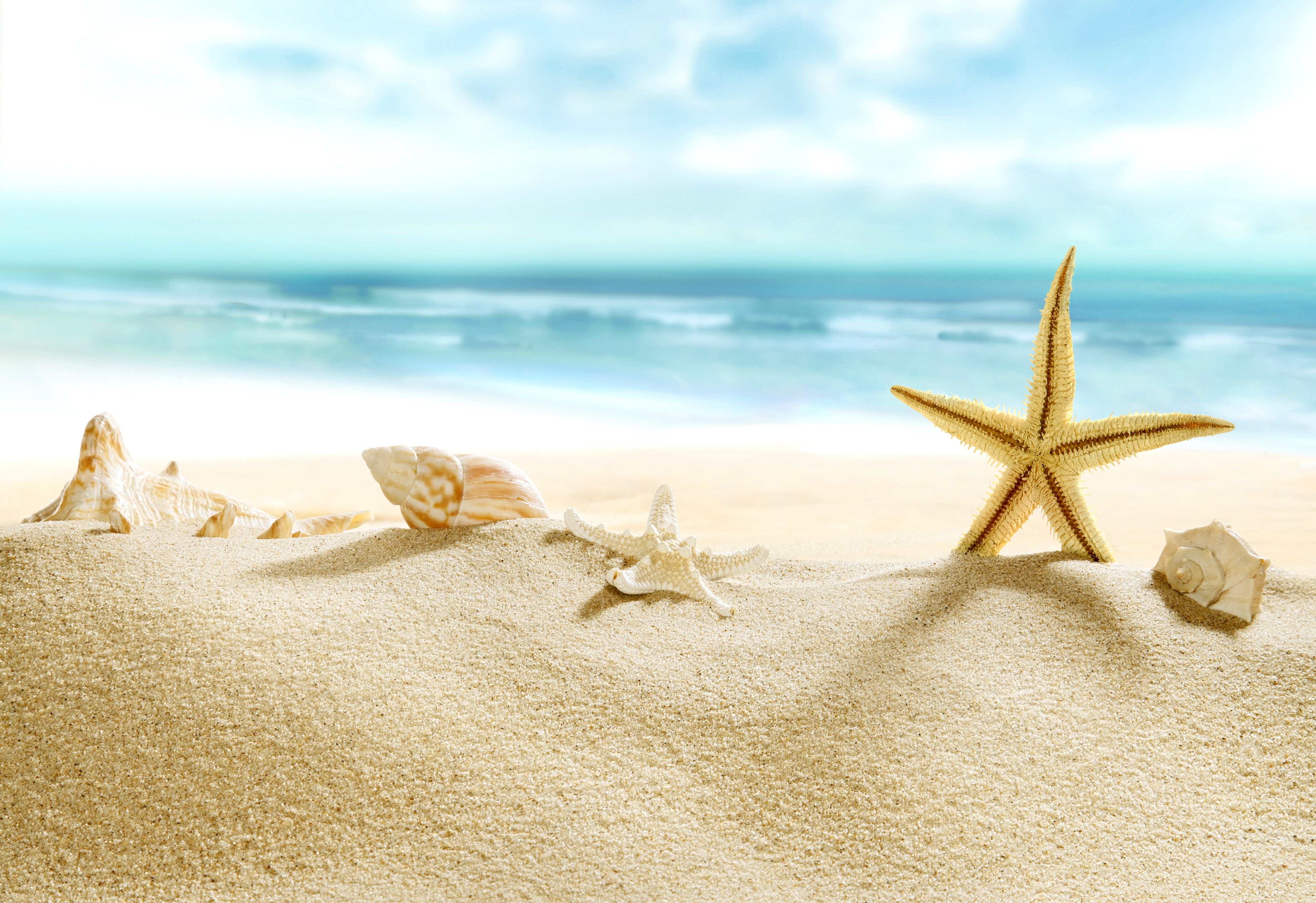 shell, earth, beach, close up, depth of field, ocean, sand, starfish HD wallpaper