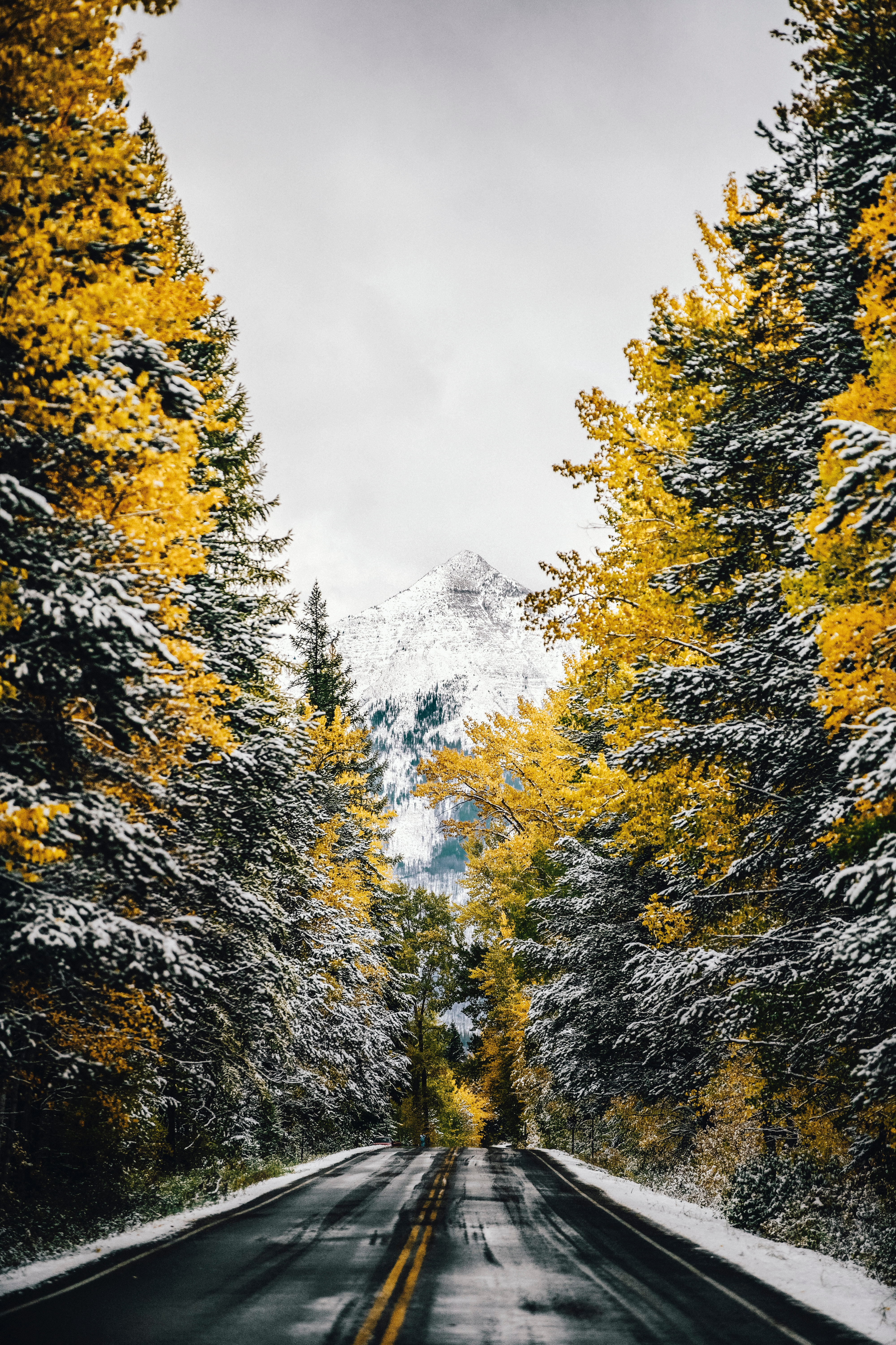 mountain, nature, trees, snow, top, vertex, road phone background