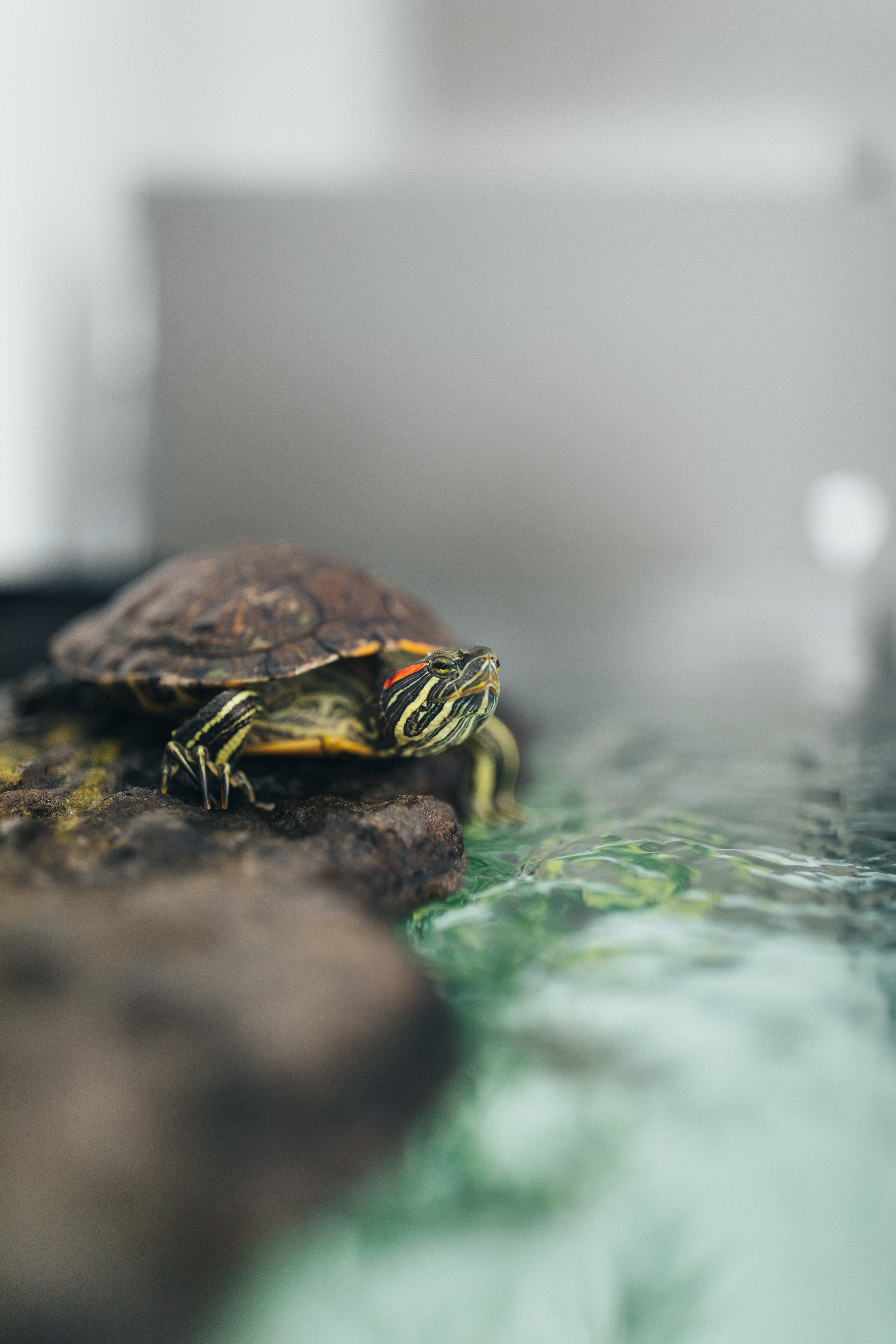 Free HD animals, water, animal, carapace, shell, turtle