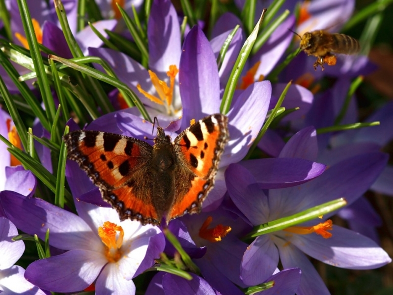 免费下载植物, 景观, 蝴蝶, 花卉, 昆虫手机壁纸。