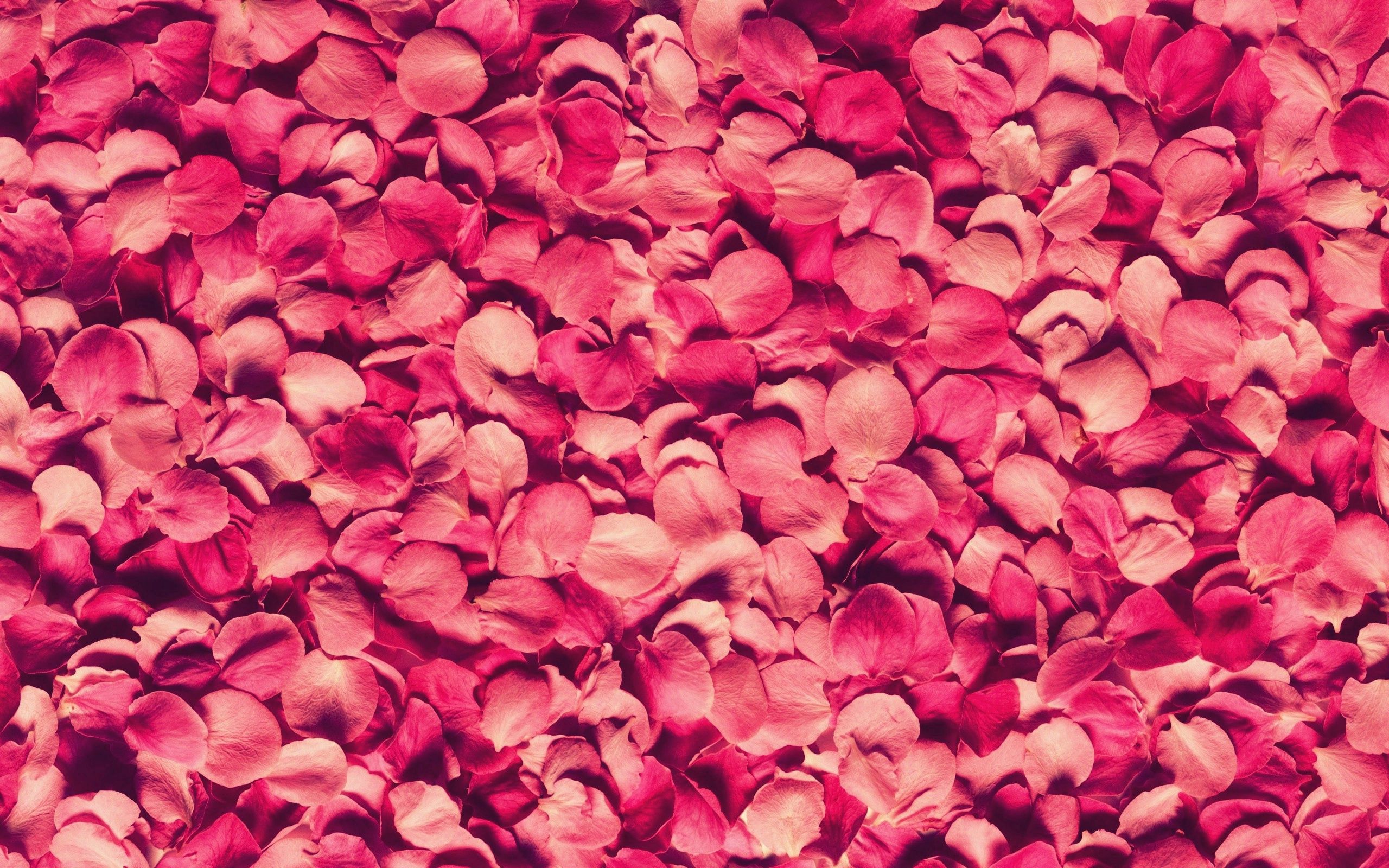 Download mobile wallpaper Petals, Rose Flower, Rose, Texture, Textures for free.