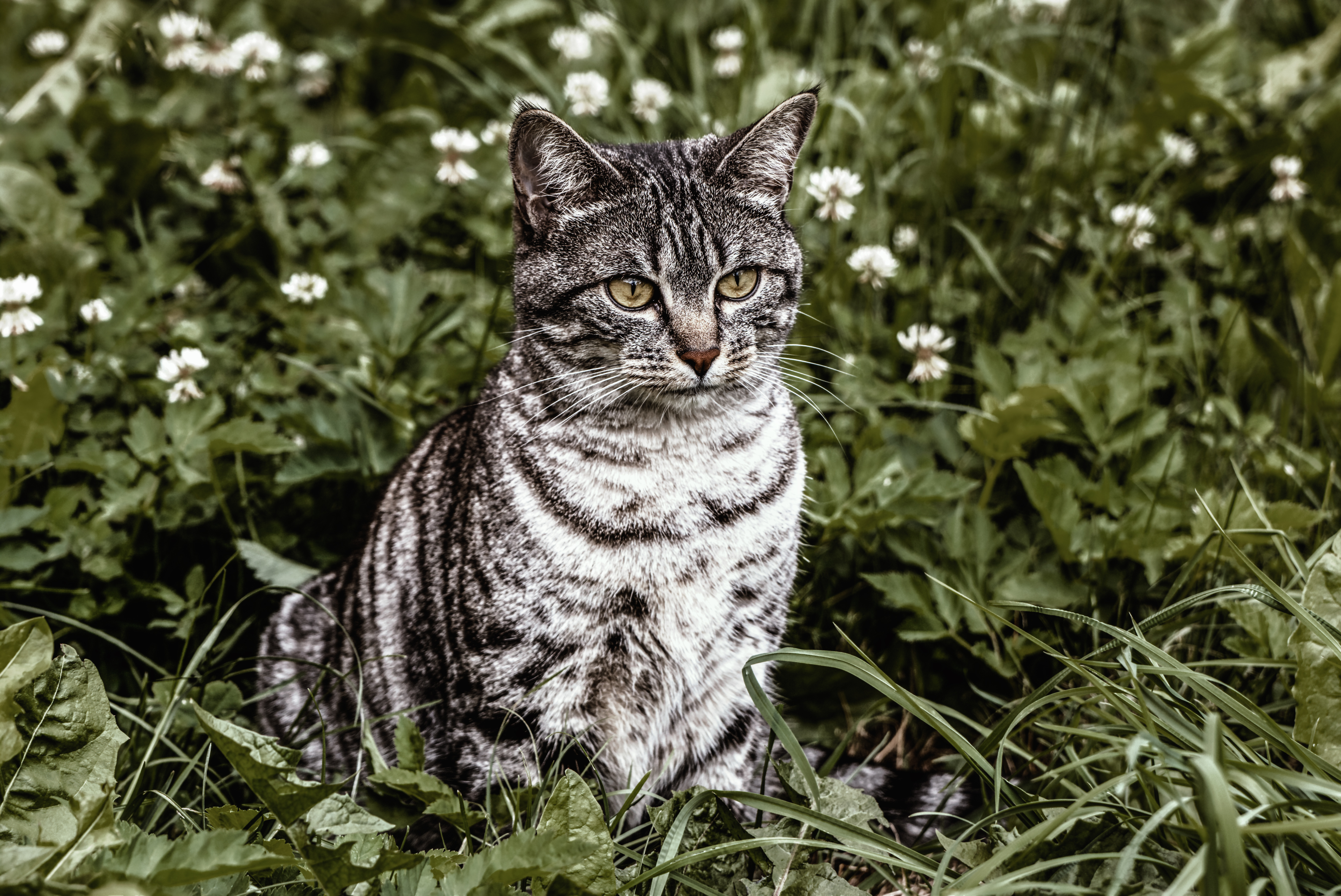 animals, grass, cat, striped, is sitting, sits