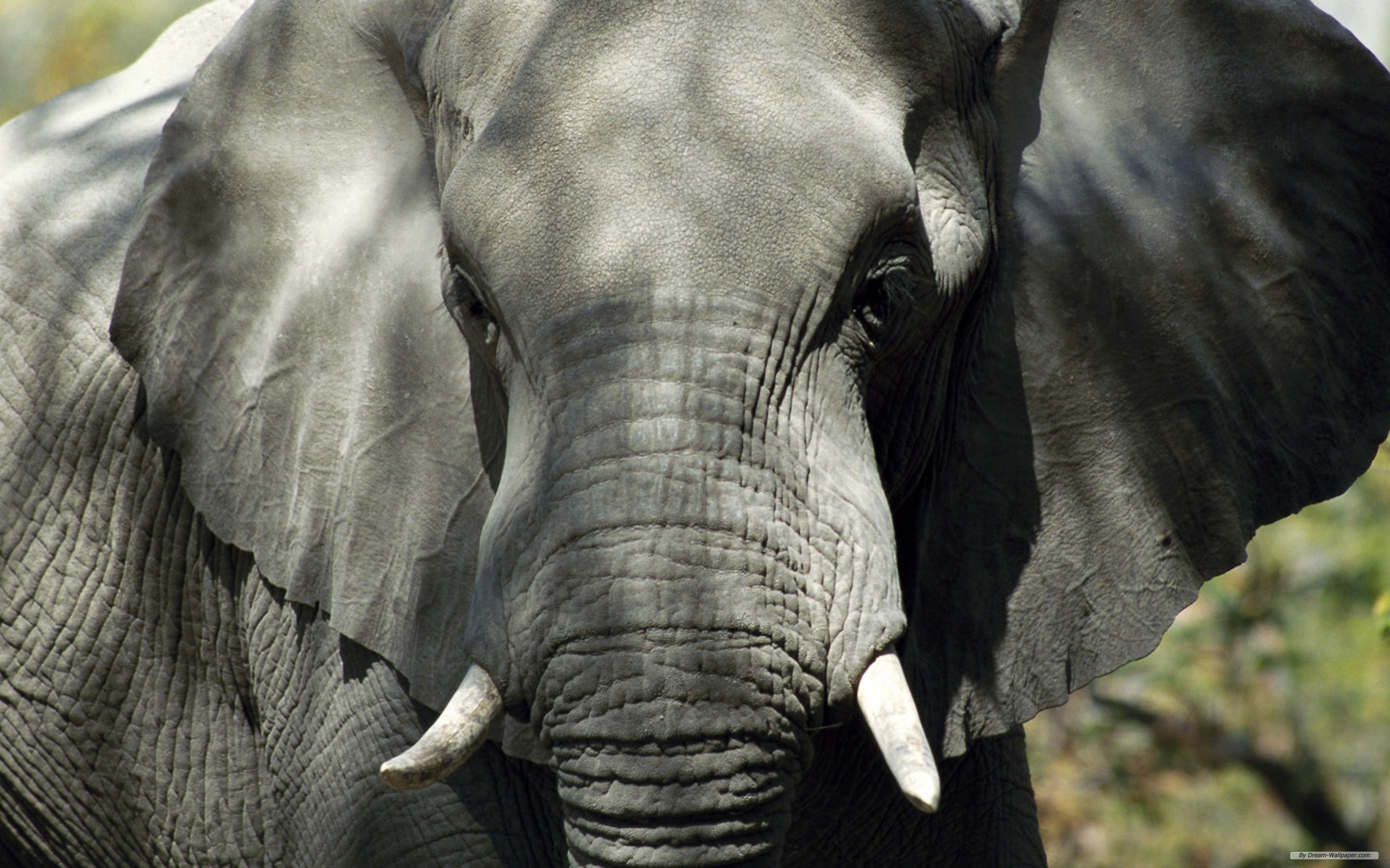 Самое сильное животное. Слон серый. Морда слона. Самые красивые слоны. Серый Слоник.