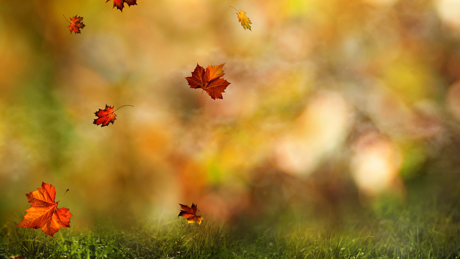 Скачать картинку Осень, Листья, Растения в телефон бесплатно.