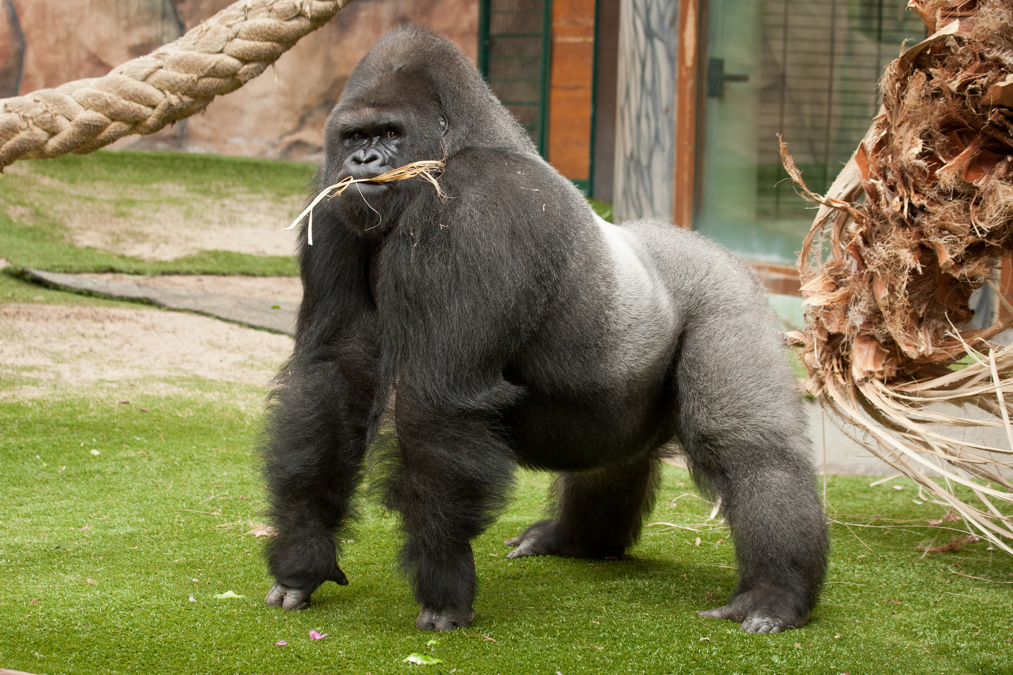 306234 скачать картинку горилла, животные, обезьяны - обои и заставки бесплатно