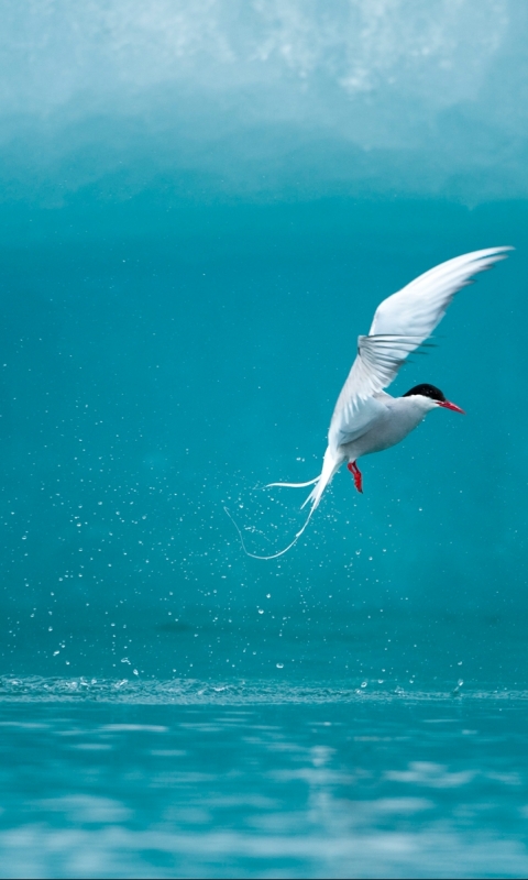 animal, tern, water, birds HD wallpaper