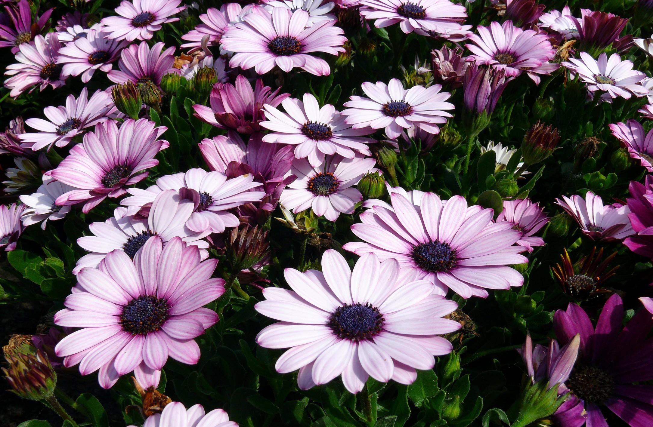Download mobile wallpaper Dimorfoteka, Dimorphotheque, Flower Bed, Flowerbed, Flowers for free.