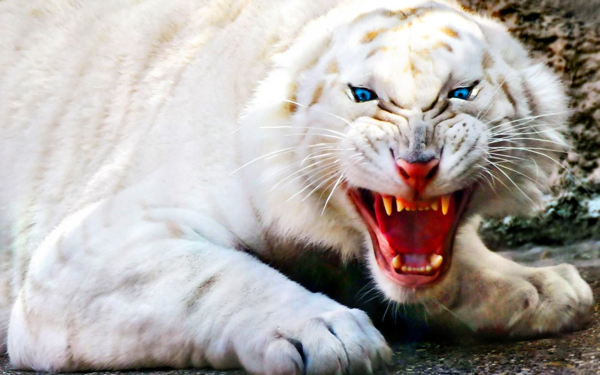 276231 télécharger le fond d'écran animaux, tigre blanc, albinos, tigre, blanc, chats - économiseurs d'écran et images gratuitement