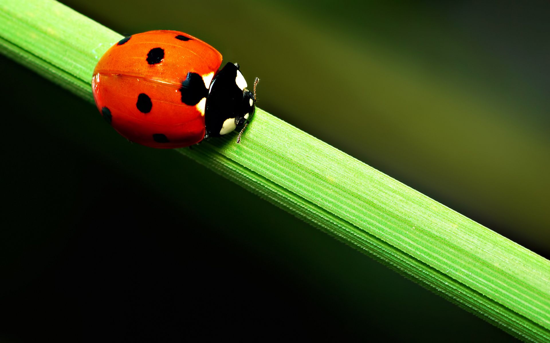 ladybug, animal