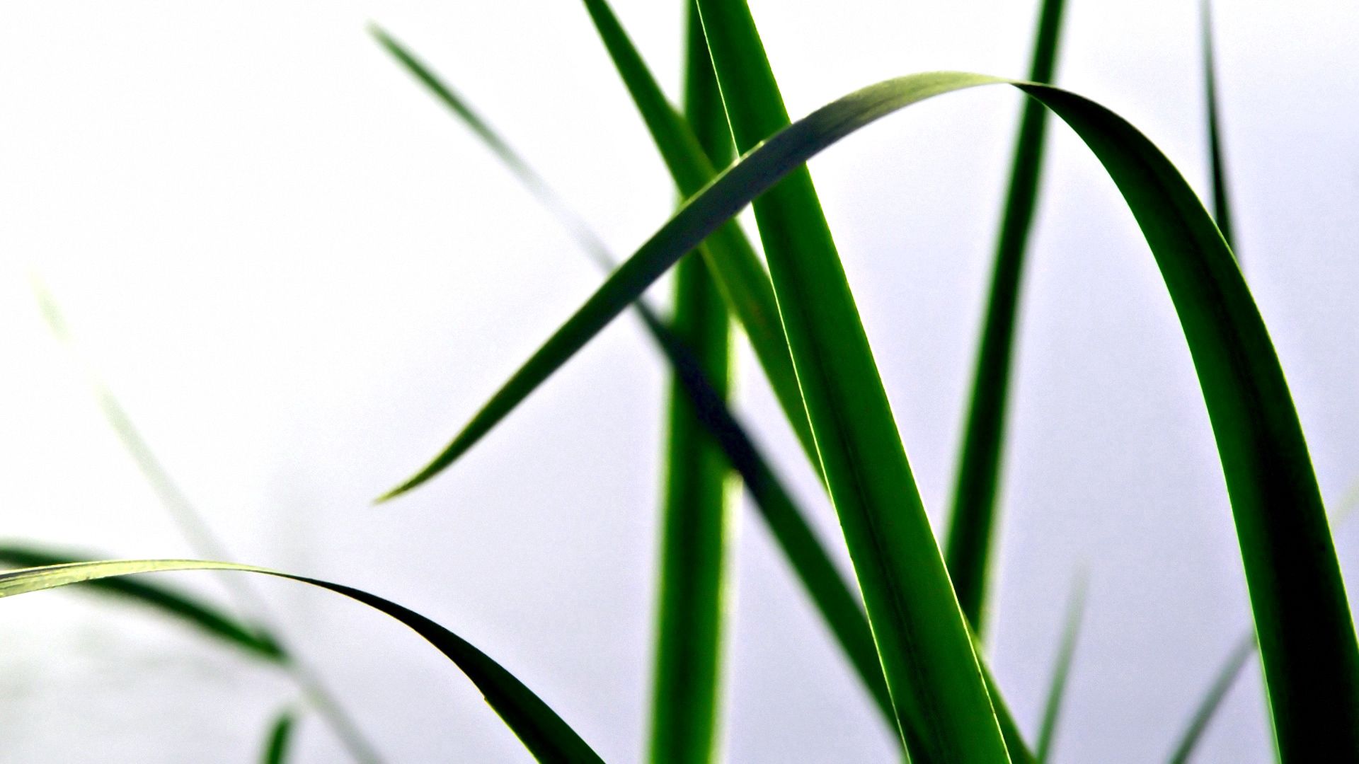 Free HD grass, macro, light, form, light coloured, polyana, glade