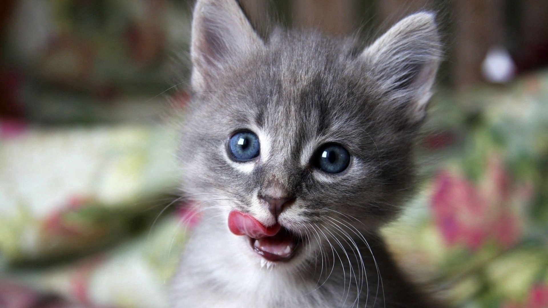 Laden Sie das Schnauze, Leck Deine Lippen, Lecken, Neugierde, Neugier, Tiere, Kätzchen-Bild kostenlos auf Ihren PC-Desktop herunter