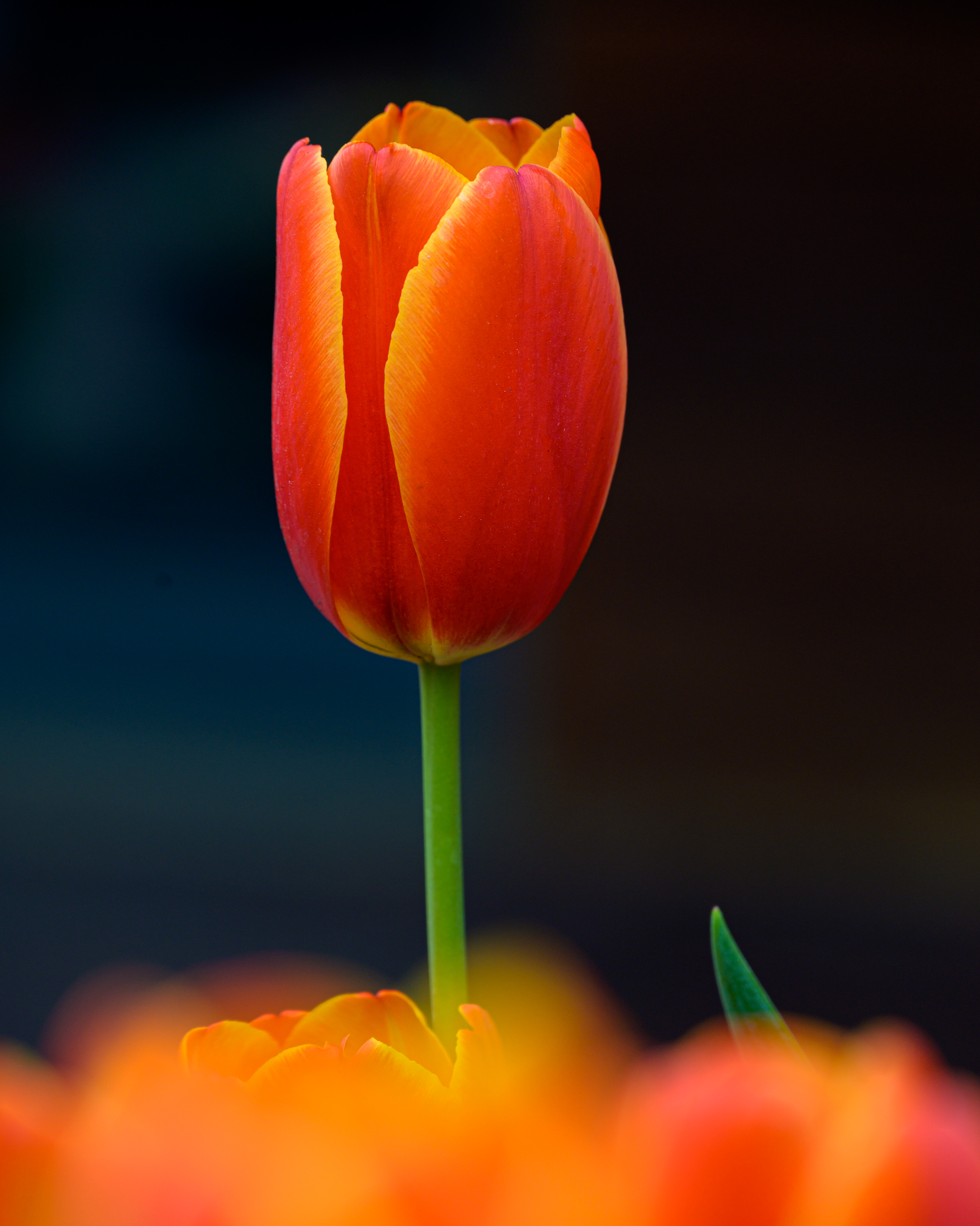 Free HD petals, flowers, red, flower, plant, tulip