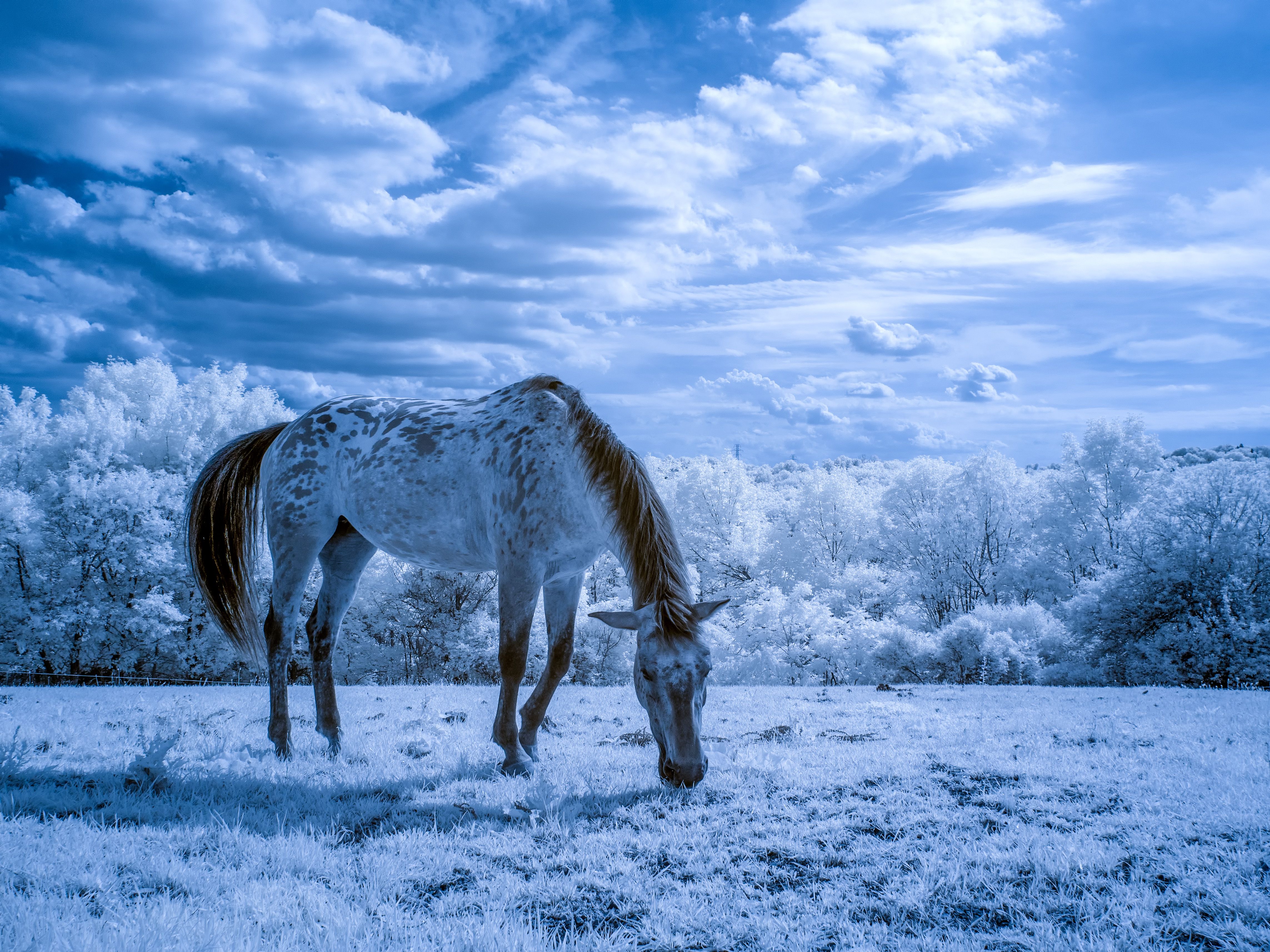 Картинки лошадей на заставку. Обои лошади. Лошади на природе. Заставка на рабочий стол лошади. Лошади зимой.