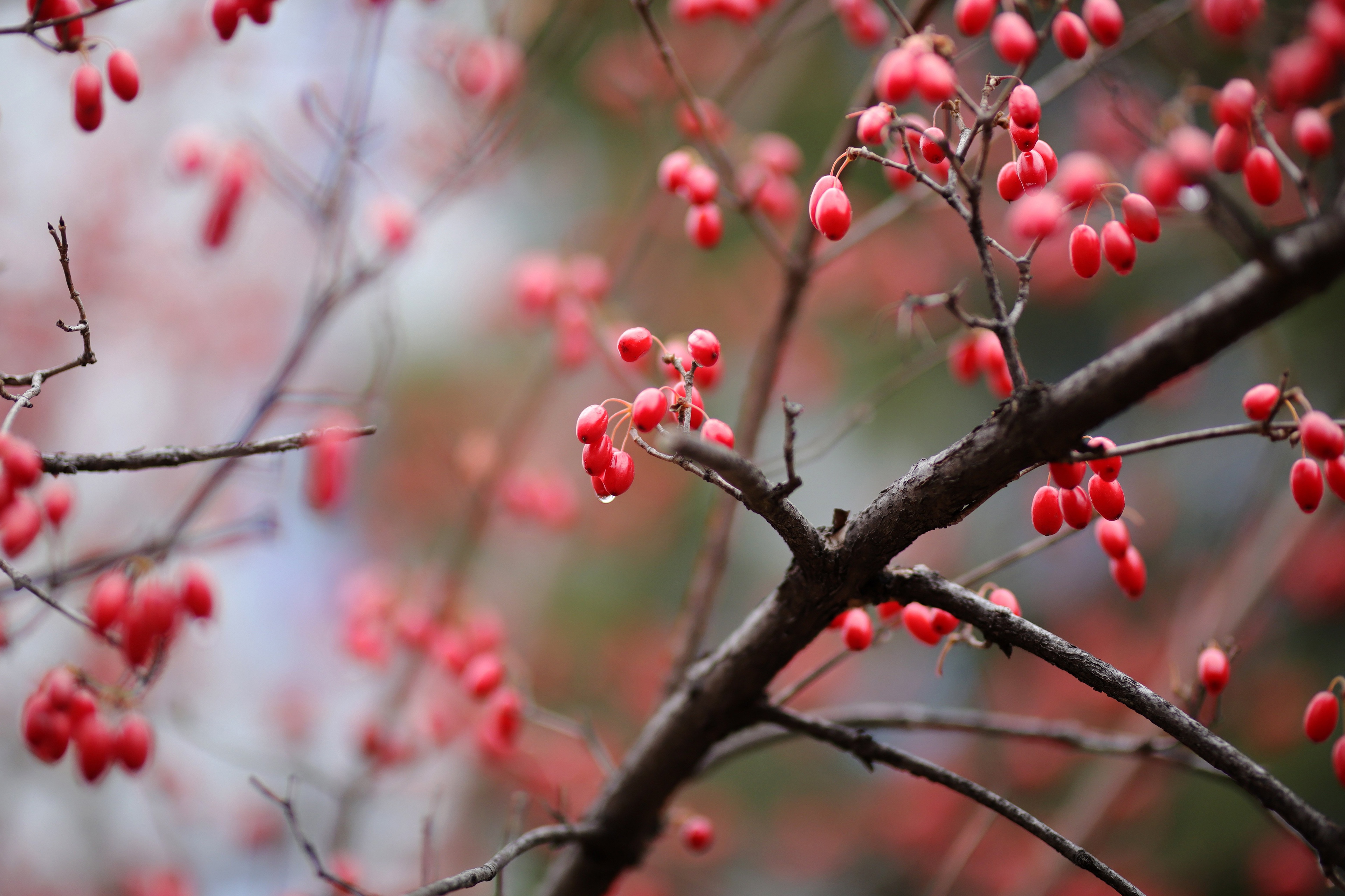 Download mobile wallpaper Nature, Blur, Branch, Earth, Berry, Dogwood for free.