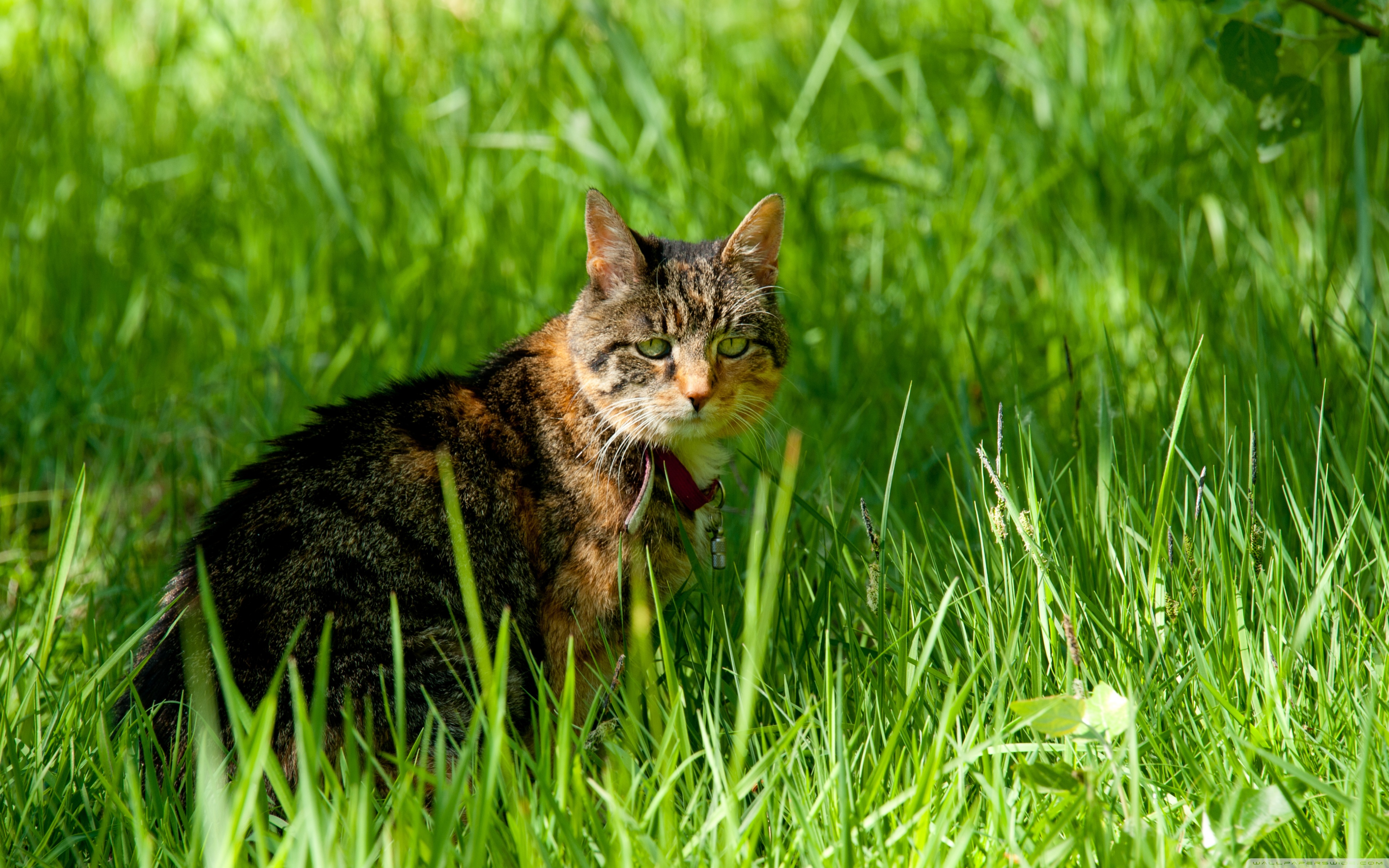 Кошка кошка кошка 30. Трава для кошек. Кот в траве. Котенок в траве. Домашние кошки.