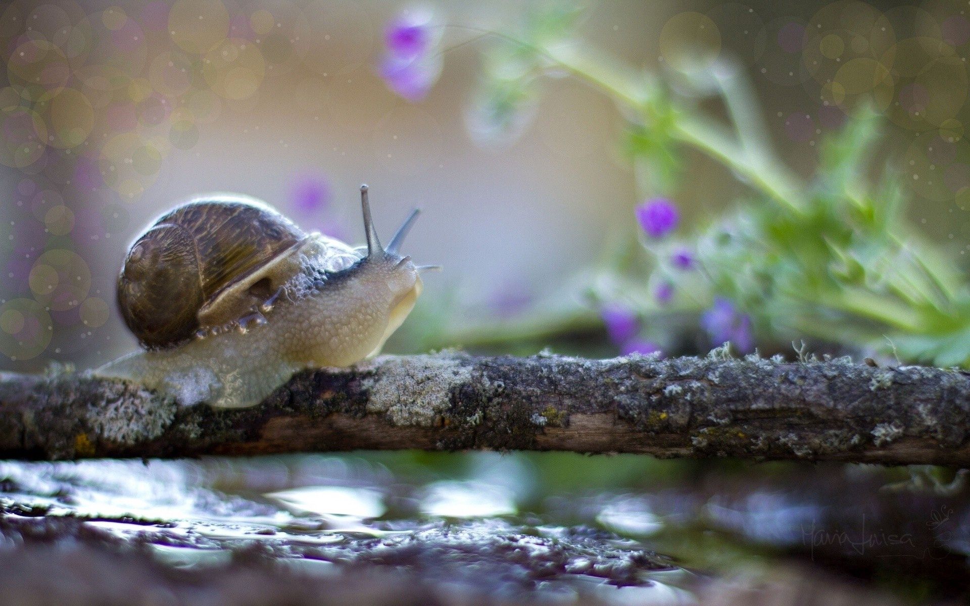 snail, macro, crawl, carapace, shell