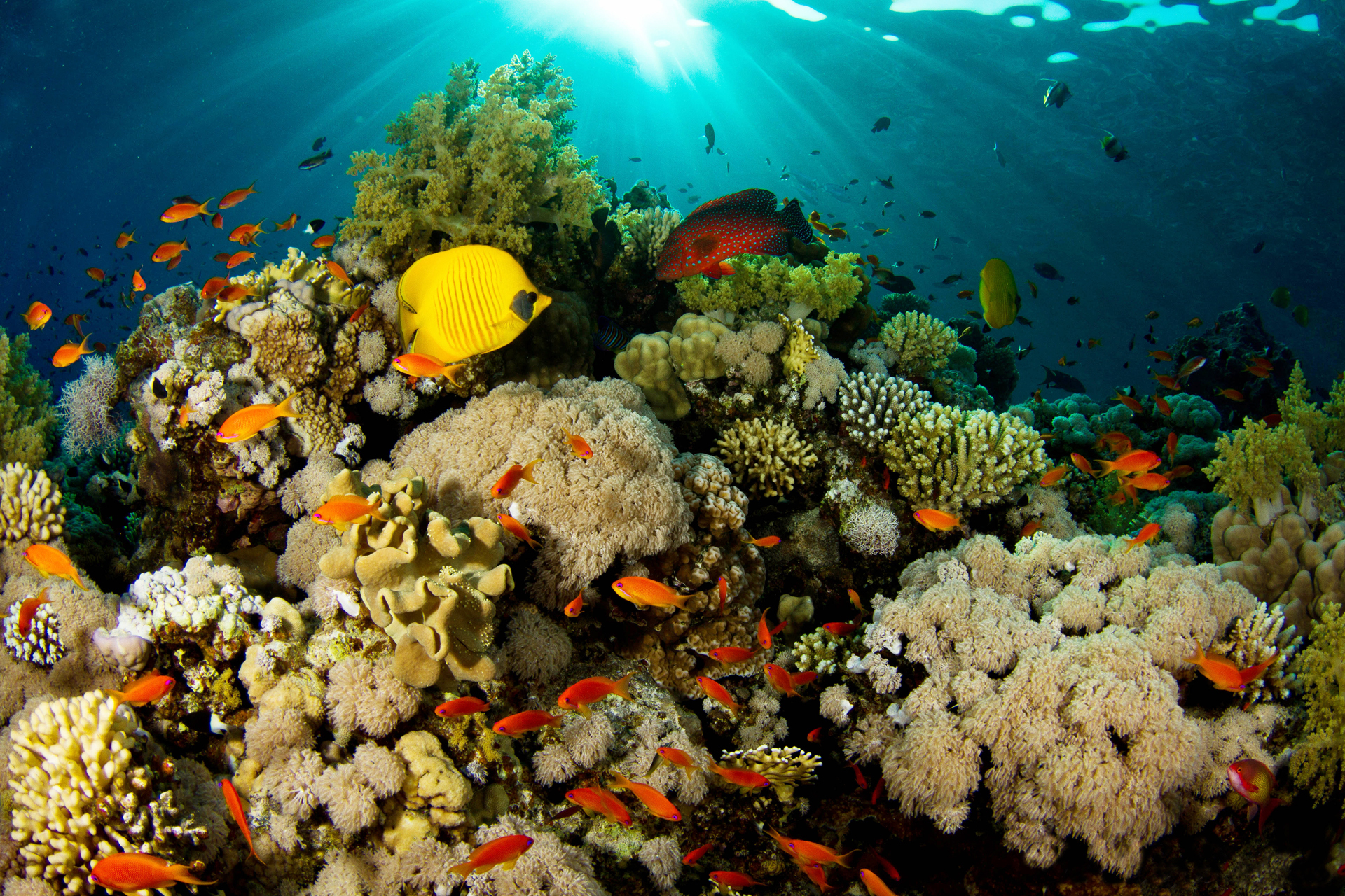 233736 скачать обои море, океан, кораллы, подводный, рыба, животные, морская жизнь - заставки и картинки бесплатно