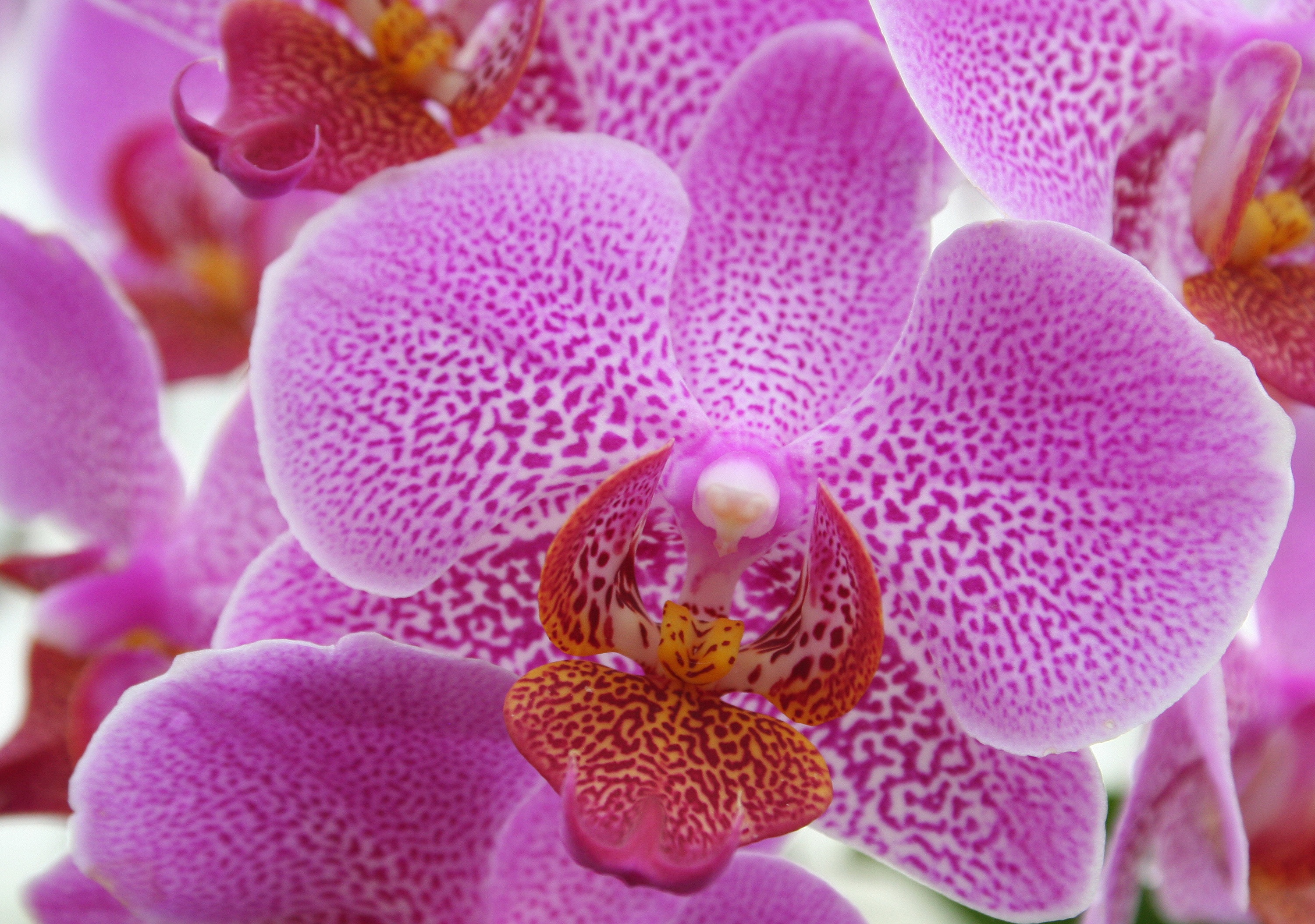98228 Hintergrundbild herunterladen rosa, blume, makro, orchidee, orchid - Bildschirmschoner und Bilder kostenlos