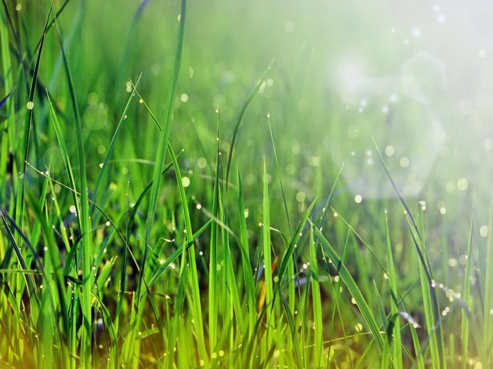 Download mobile wallpaper Plants, Grass for free.