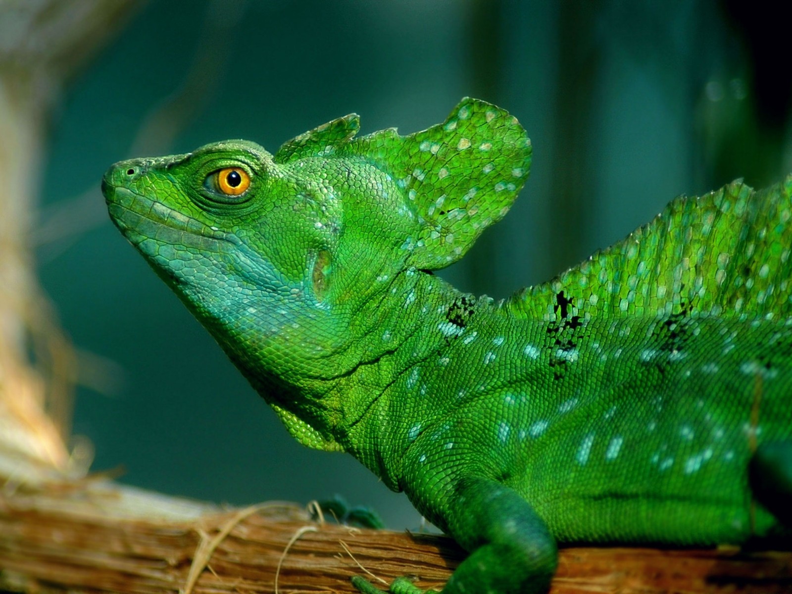 270050 descargar fondo de pantalla animales, basilisco, lagarto, reptiles: protectores de pantalla e imágenes gratis