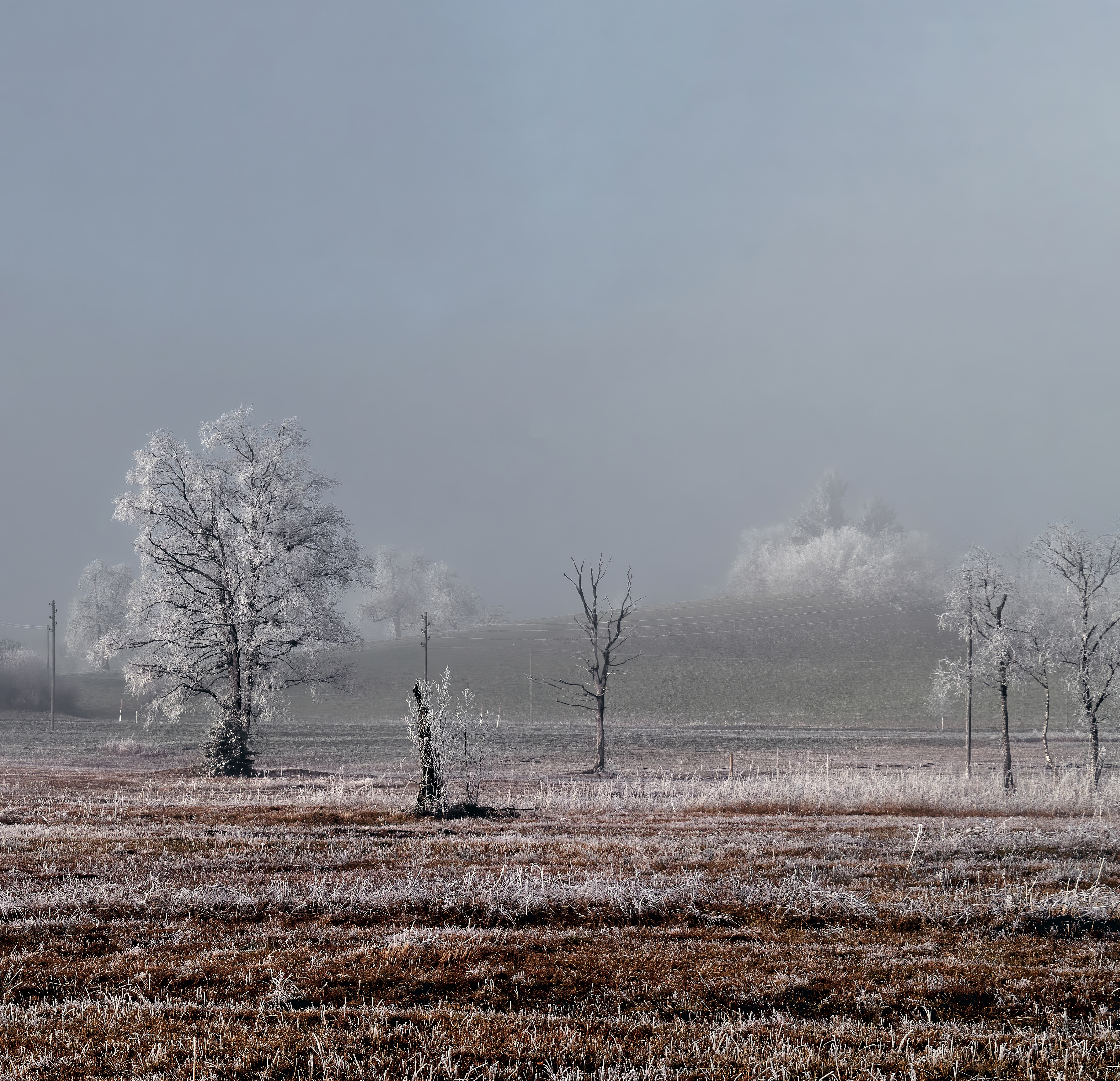 Download mobile wallpaper Frost, Field, Winter, Trees, Nature, Landscape for free.