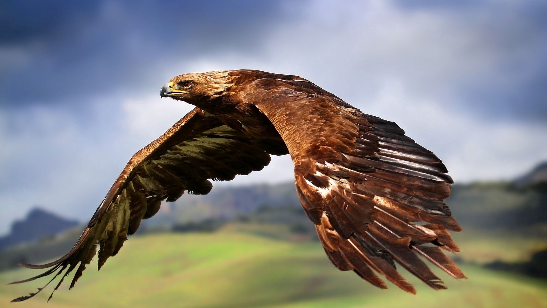 Download mobile wallpaper Flight, Animals, Sky, Predator, Bird, Eagle for free.