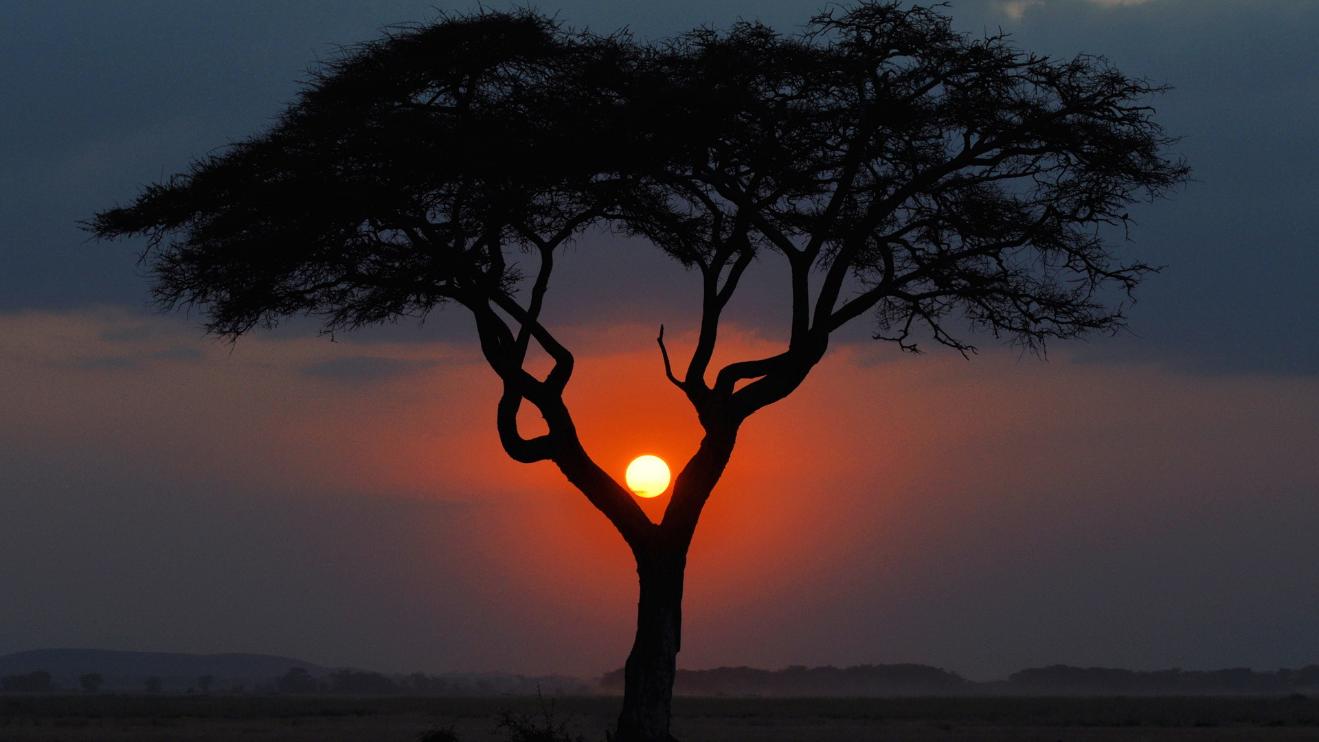 Дерево Африка Саванна закат
