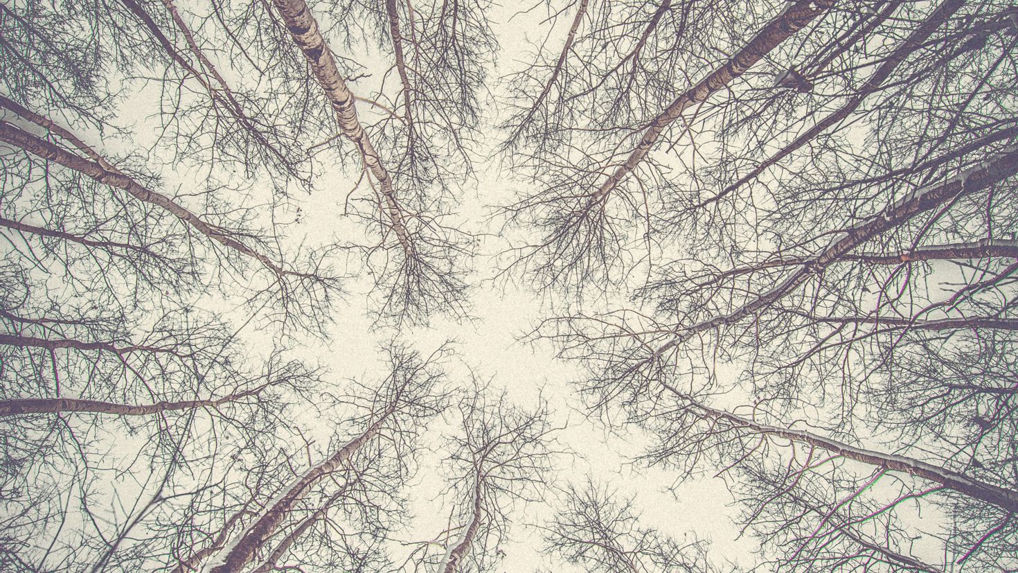 Зимние верхушки деревьев