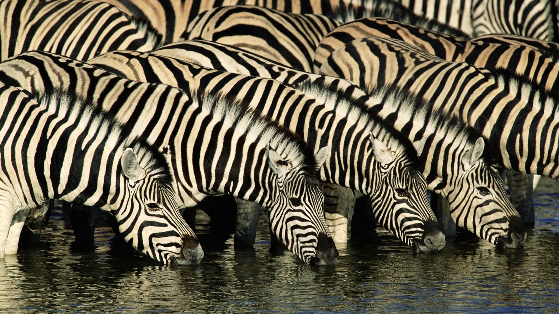 195023 baixar papel de parede animais, zebra - protetores de tela e imagens gratuitamente