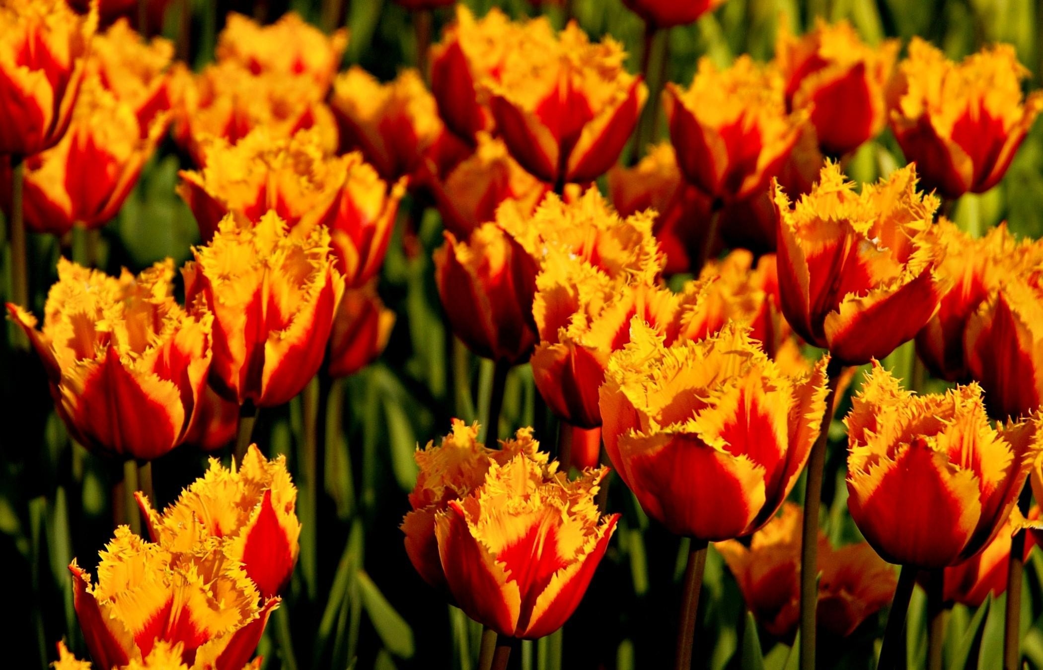 tulips, flowers, close up, flower bed, flowerbed, bicolor, two colored, terry