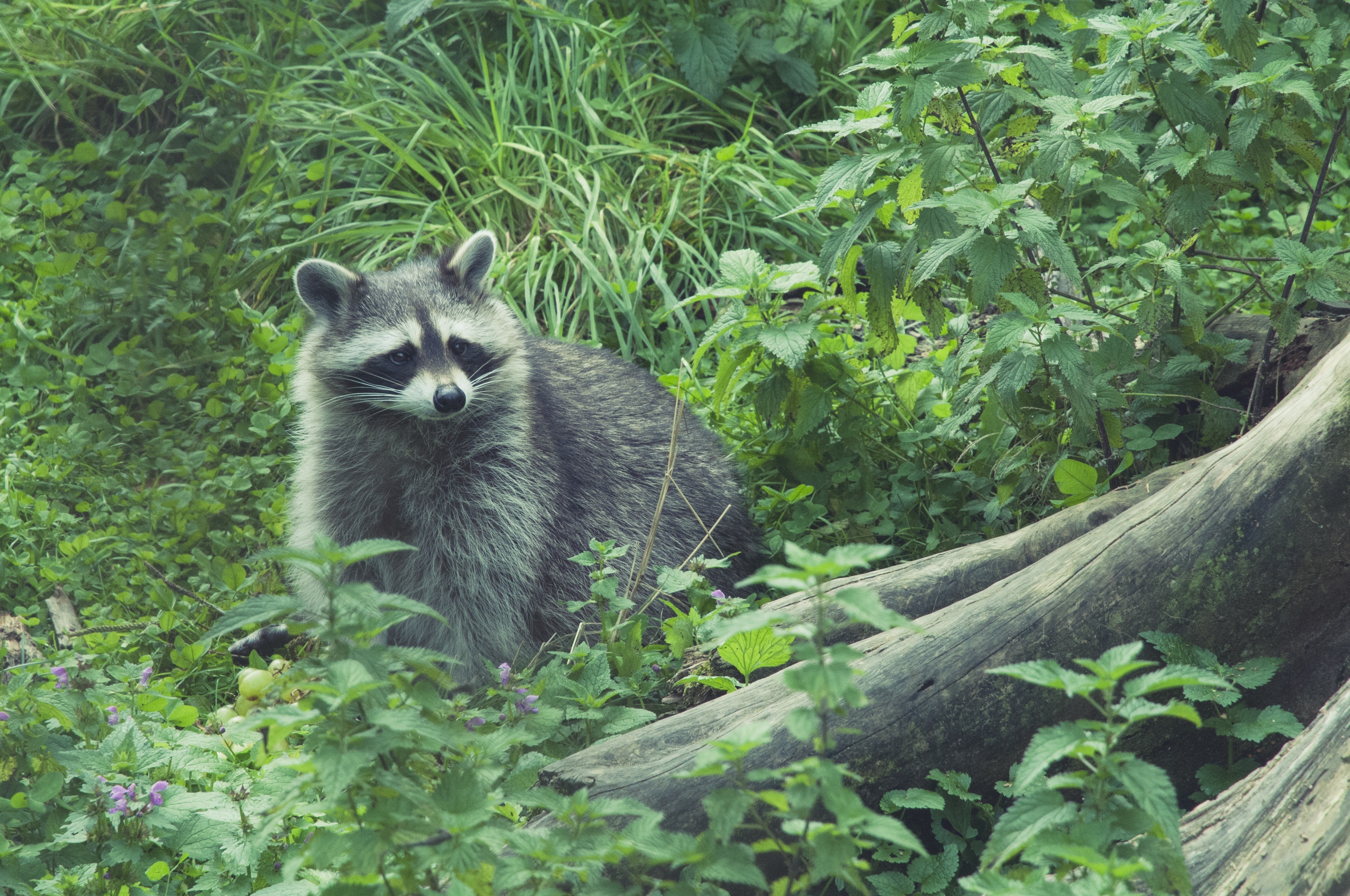 Download mobile wallpaper Grass, Forest, Animals, Raccoon for free.