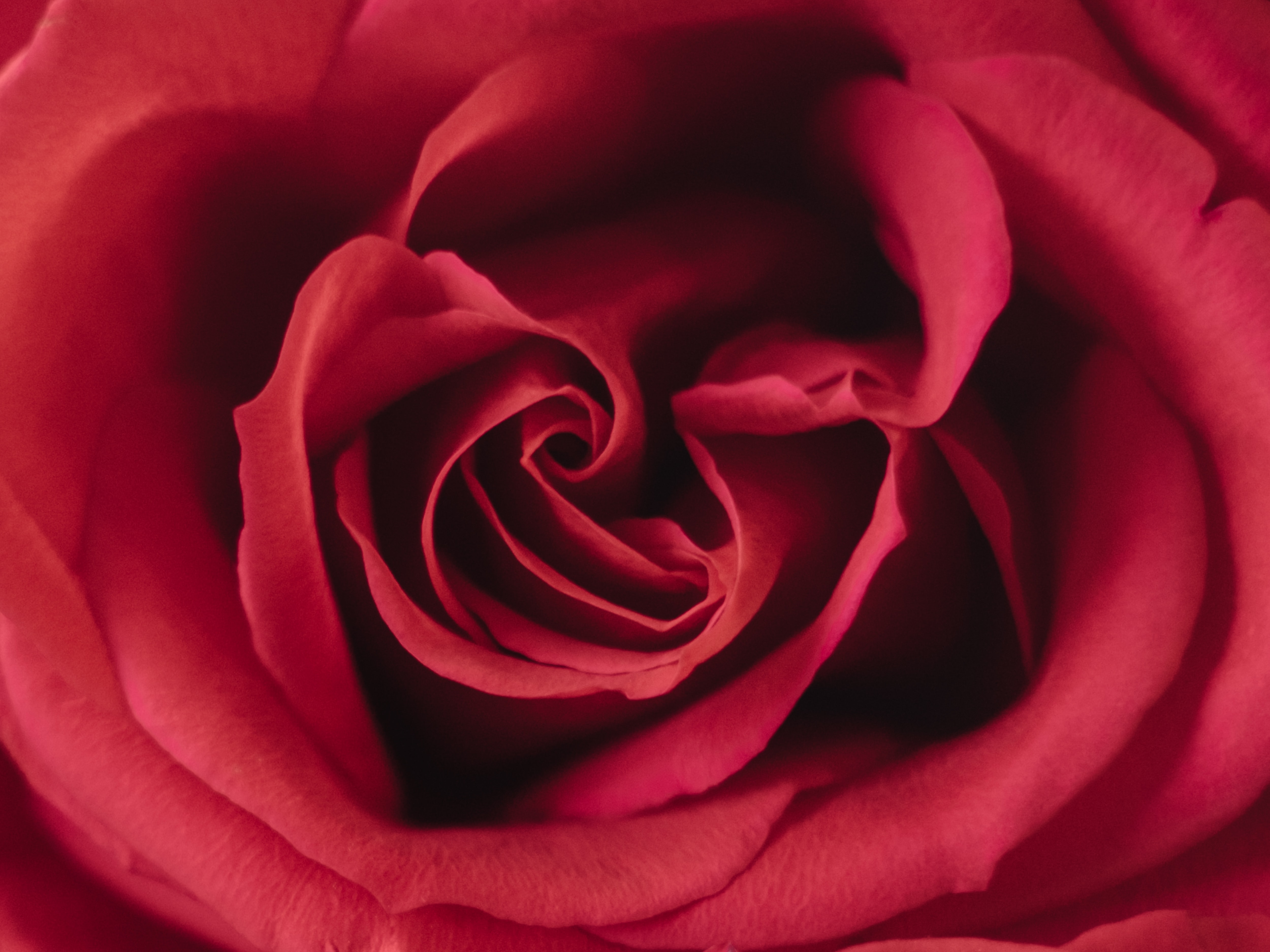 Download mobile wallpaper Macro, Flower, Petals, Rose, Rose Flower for free.