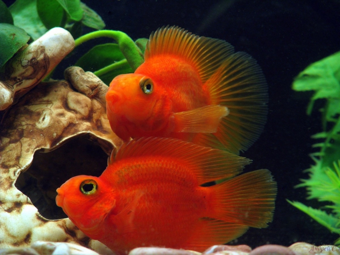 Download mobile wallpaper Animals, Aquariums, Fishes for free.